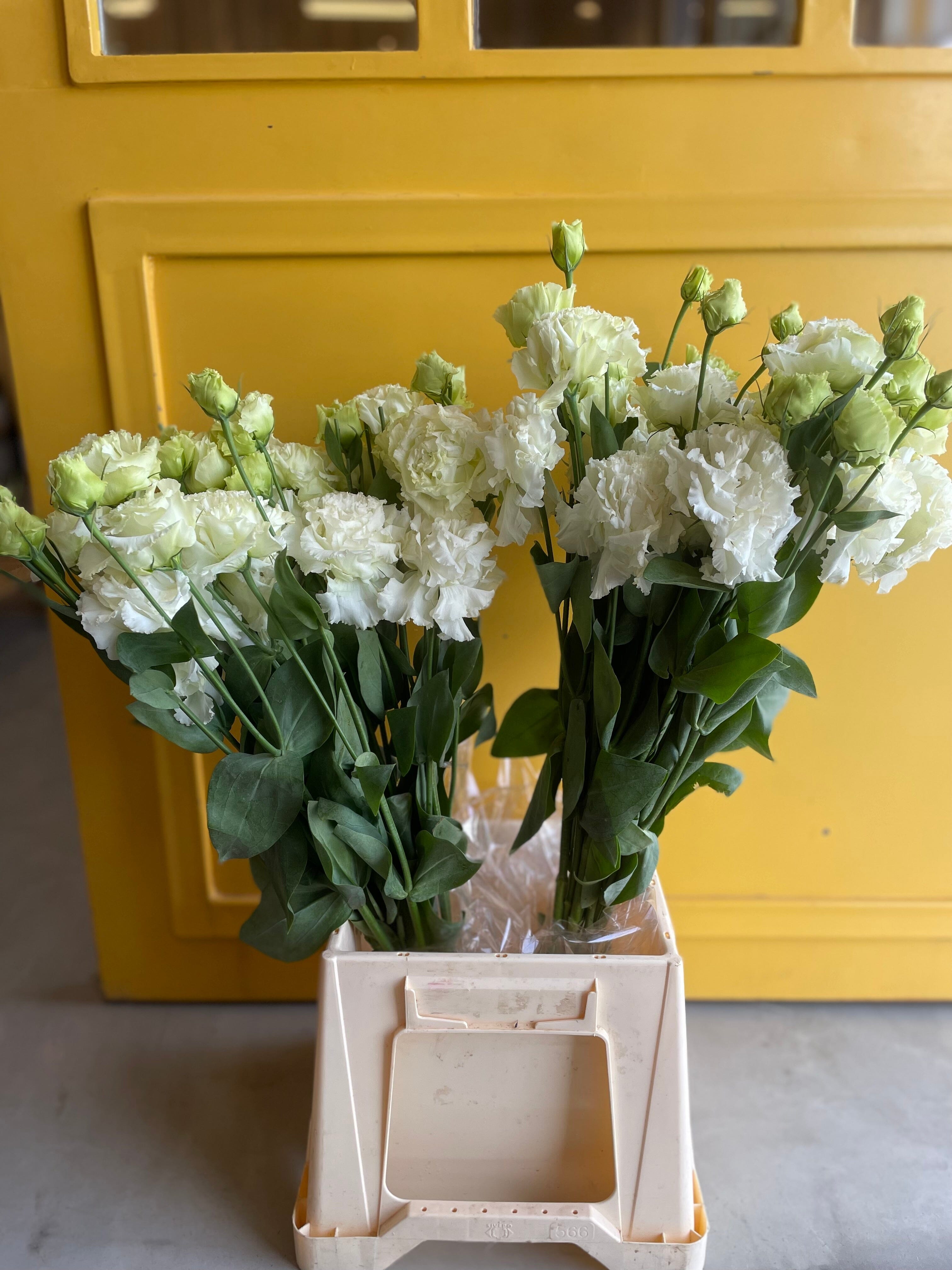 Lisianthus White KE ليسانتوس