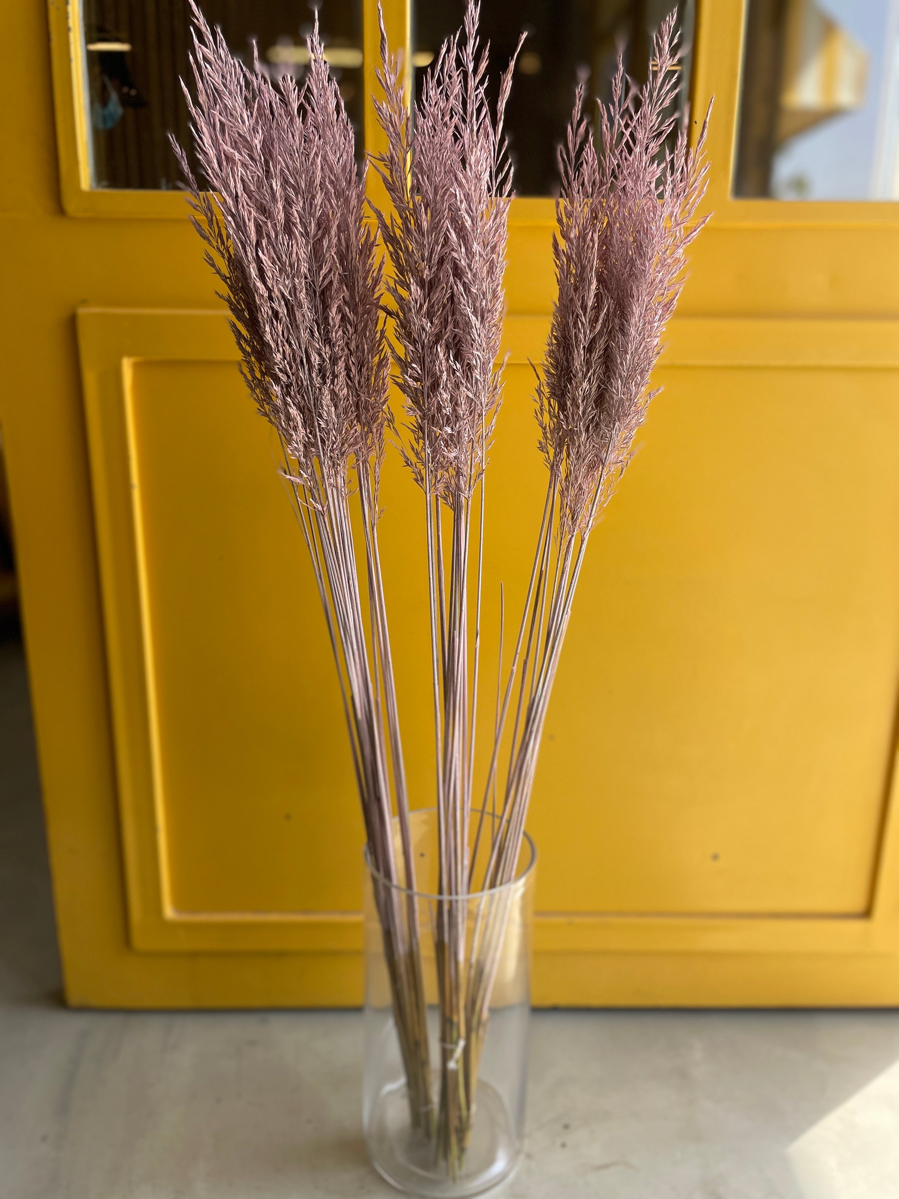 CALAMAGROSTIS BRACHY pink كالاماجروستيس