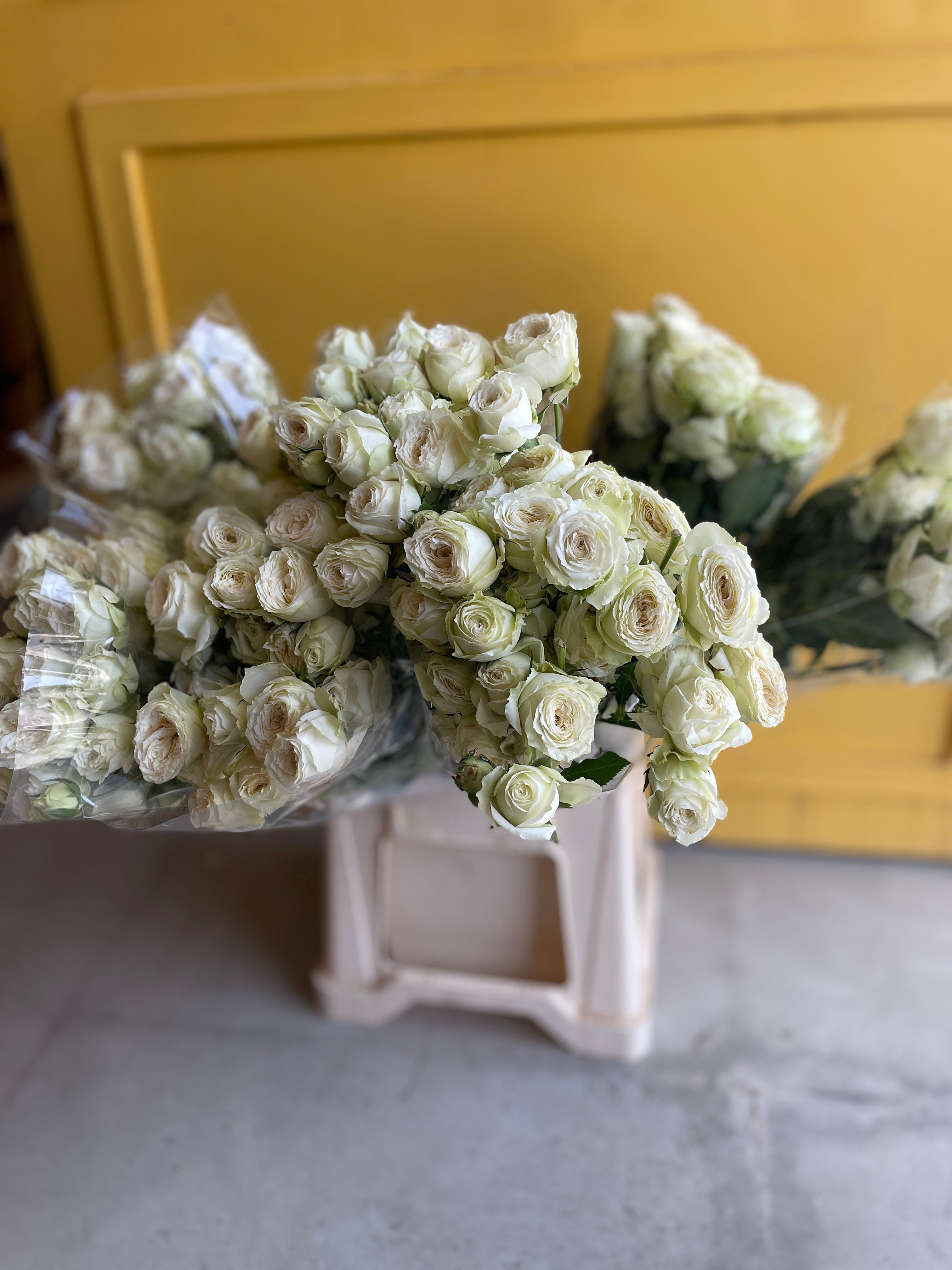Garden Spray Rose Asteae جاردن روز
