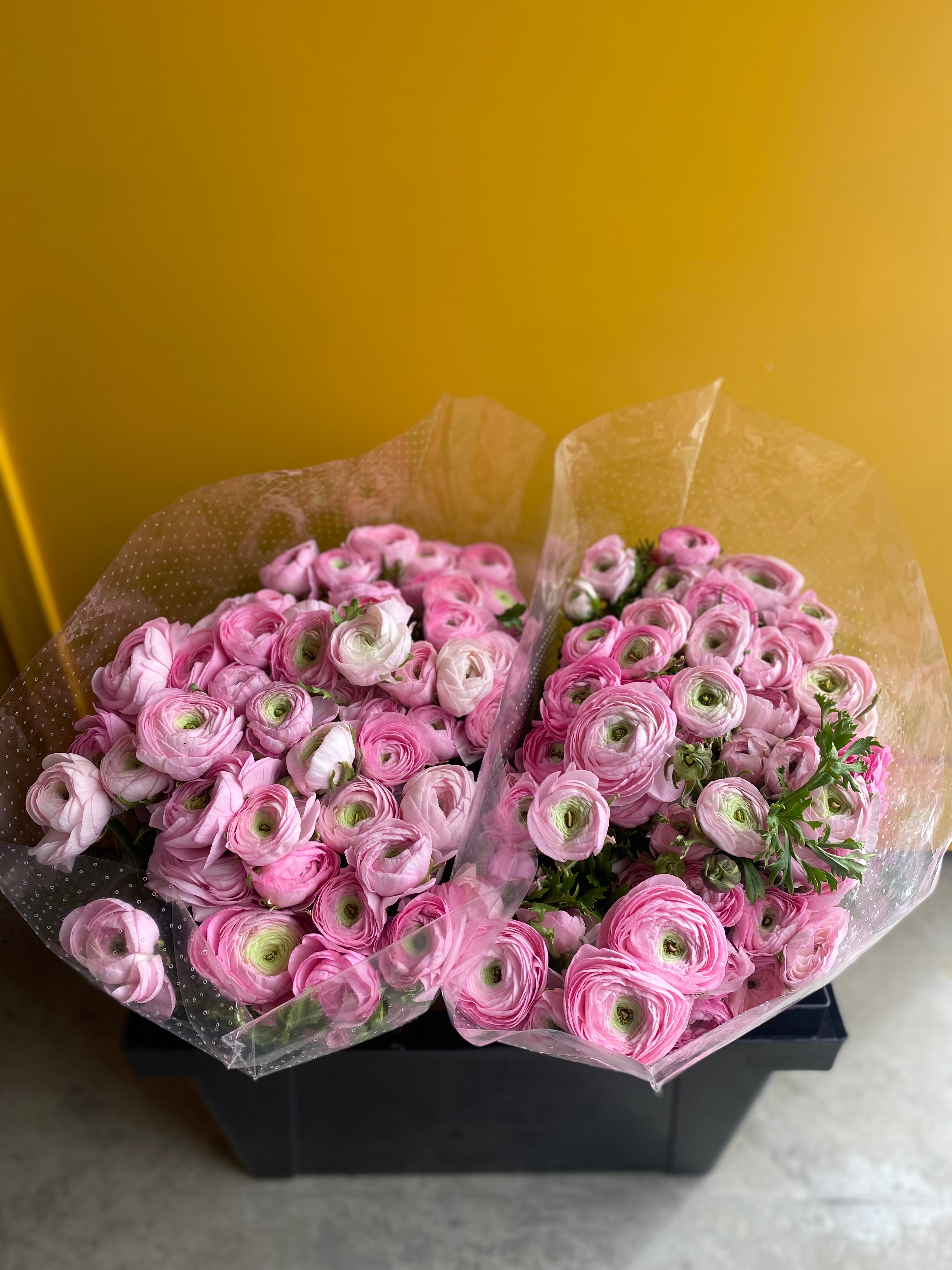 Ranunculus Elegance Pink Mini Holland ريننكلس