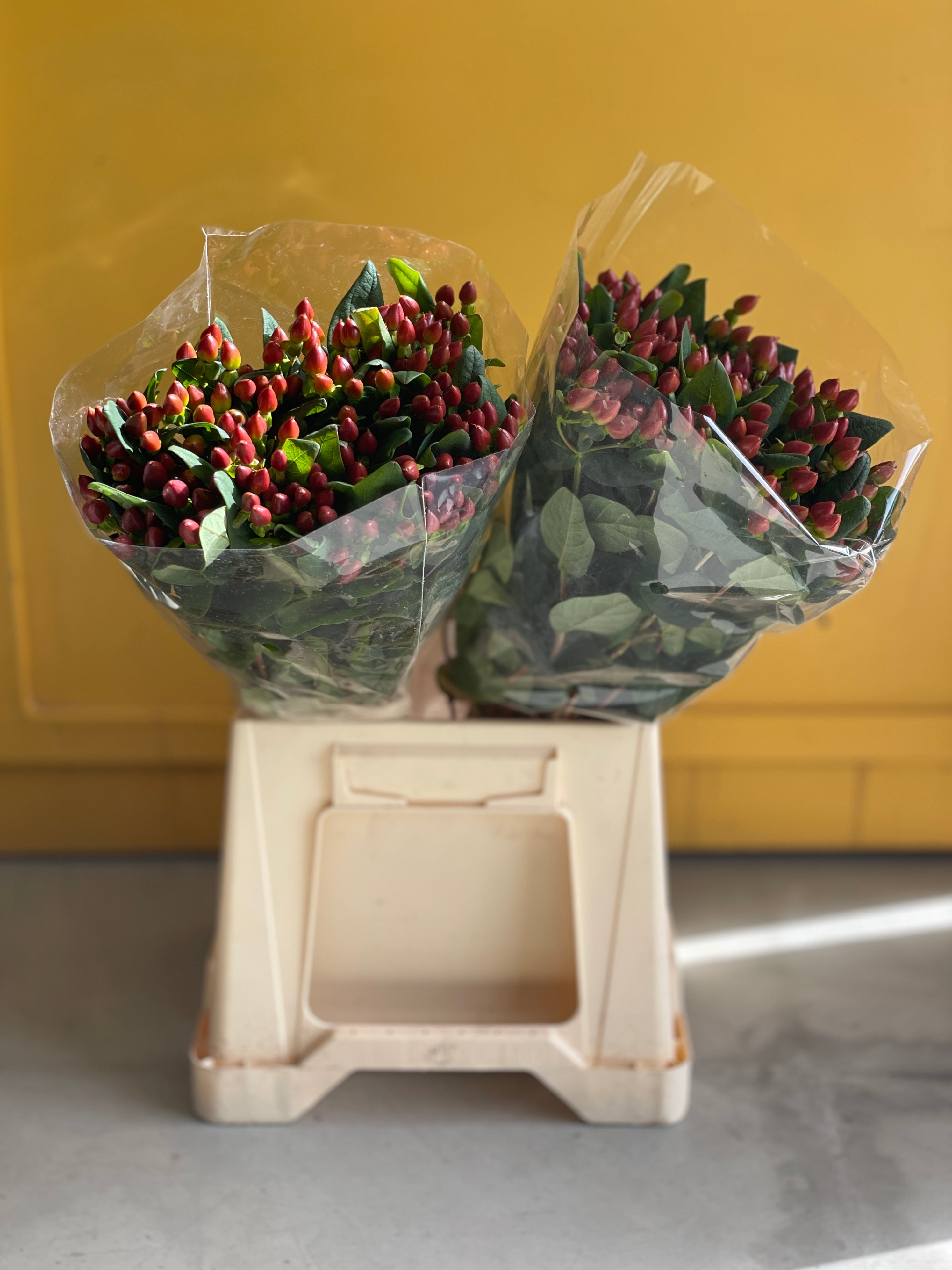 Hypericum Dark brown هايبريكوم