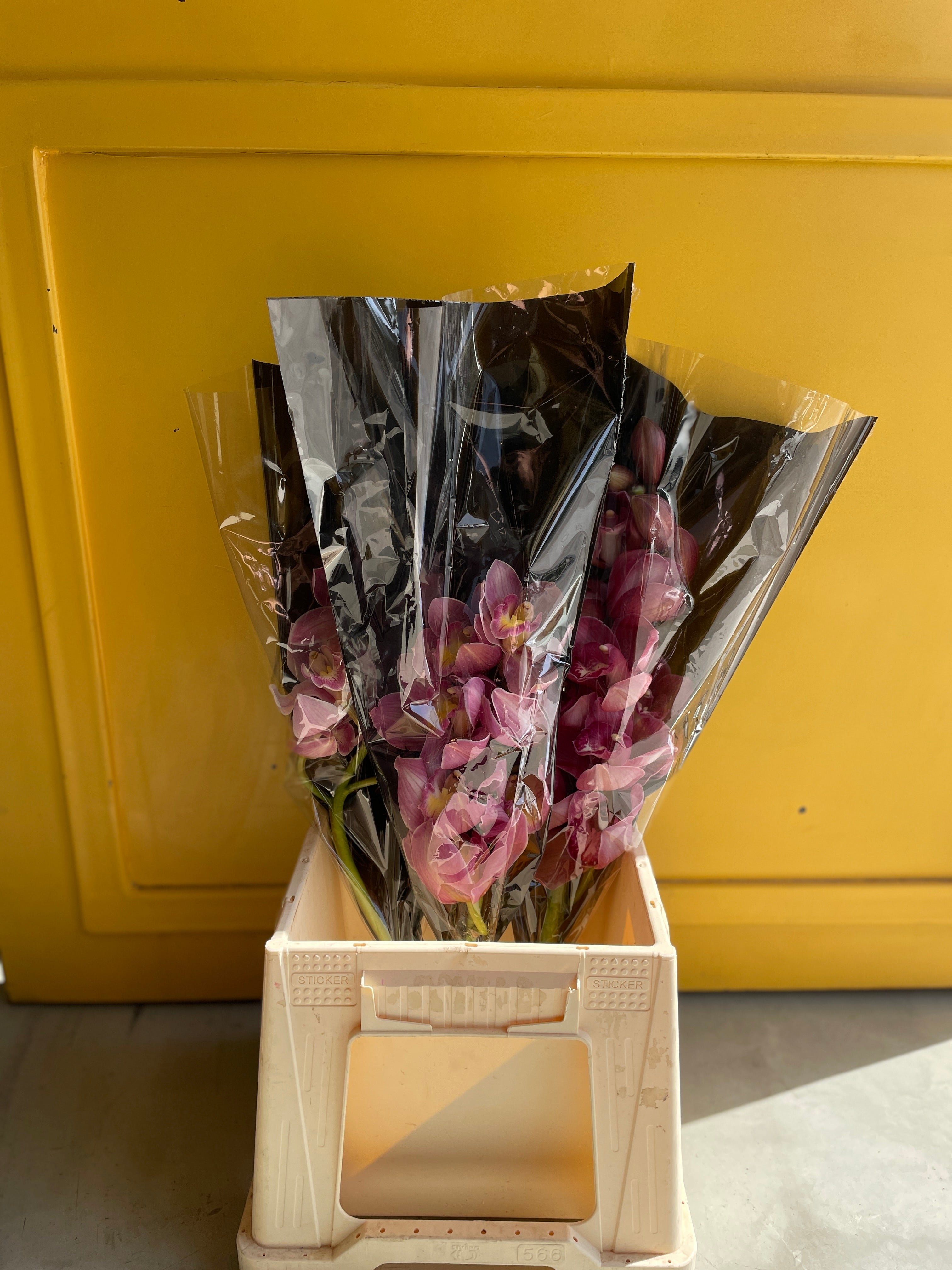 Cymbidium Pink
