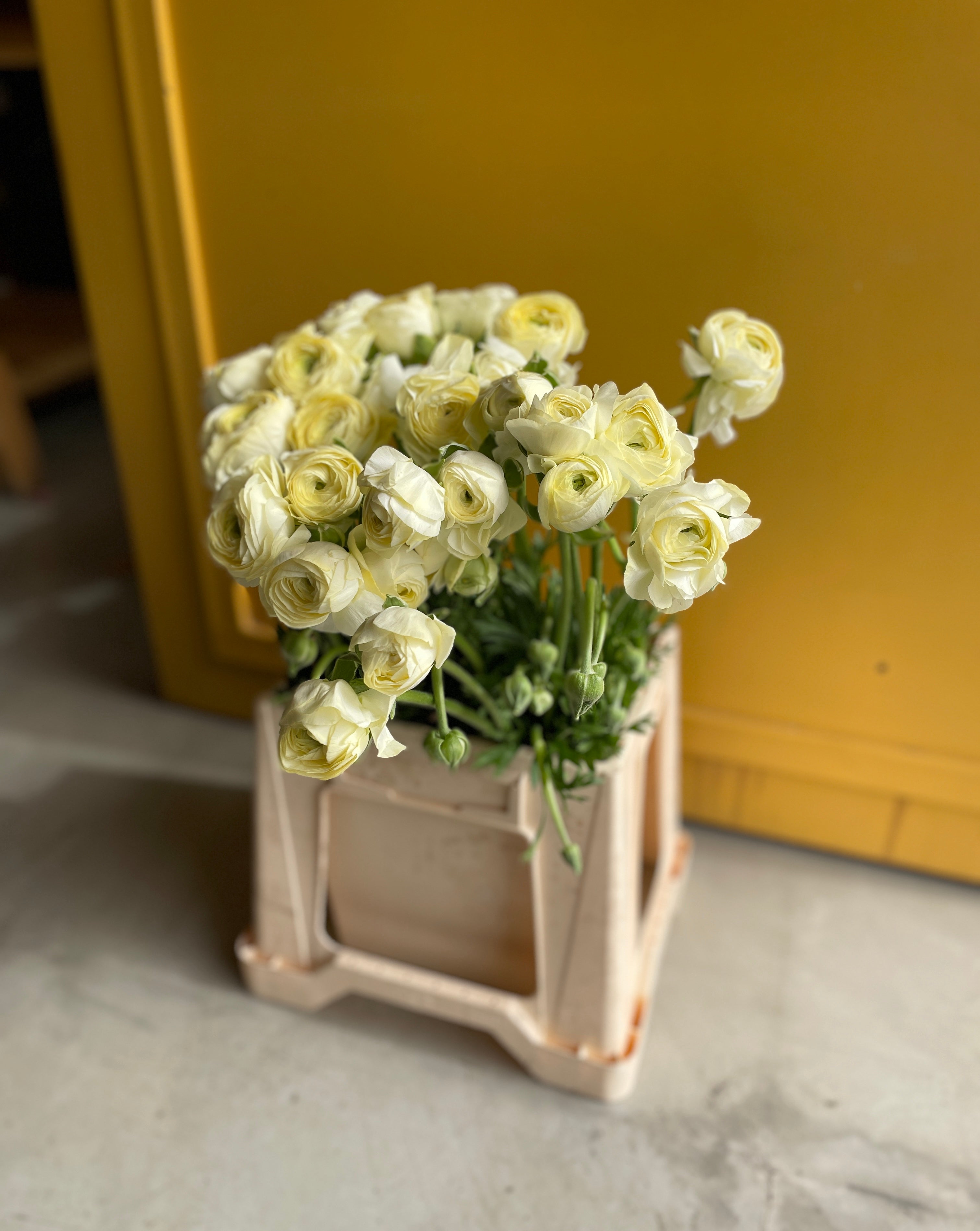 Ranunculus Cream EG ريننكلس