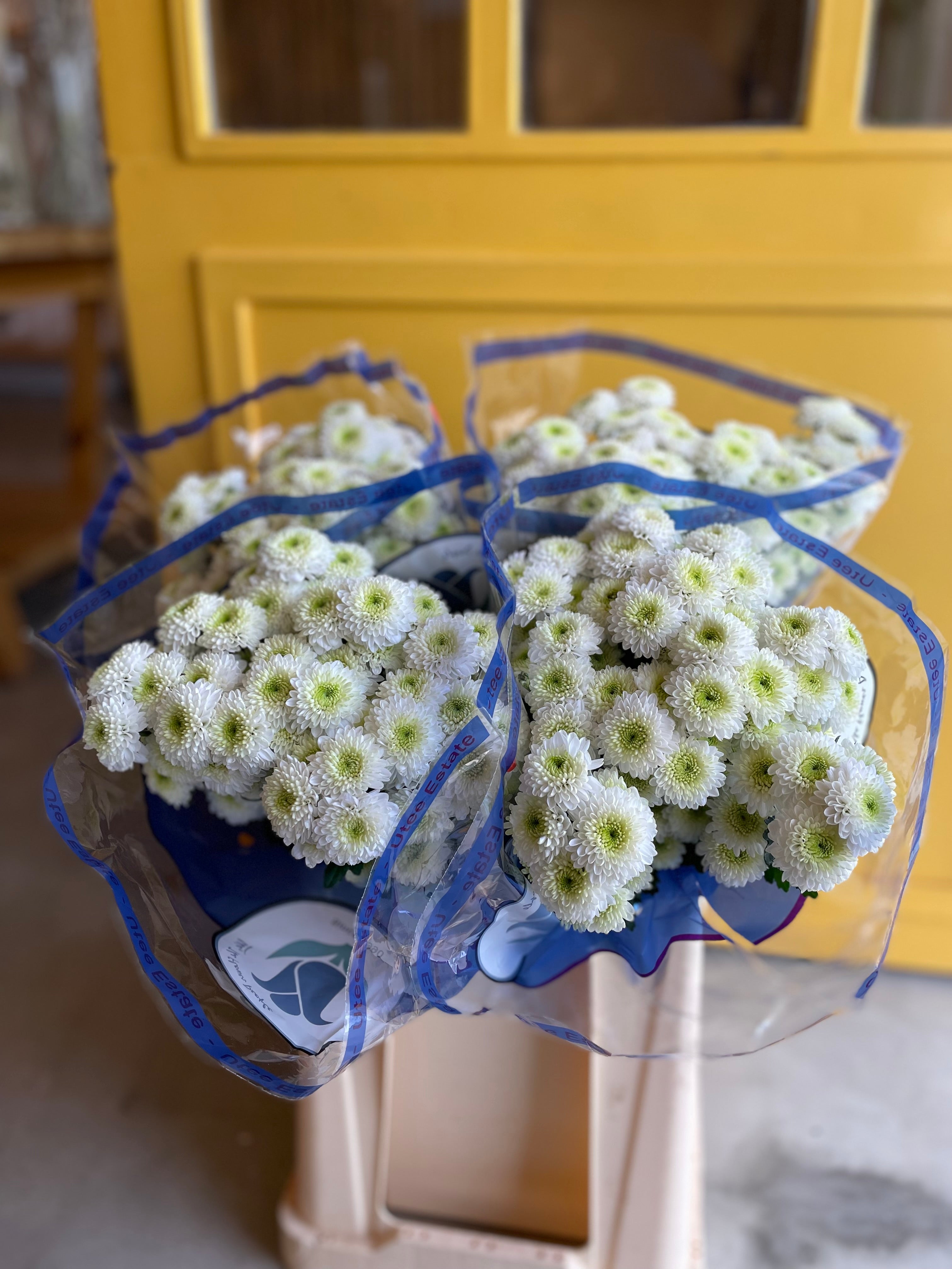 Chrysanthemum Santni White KE