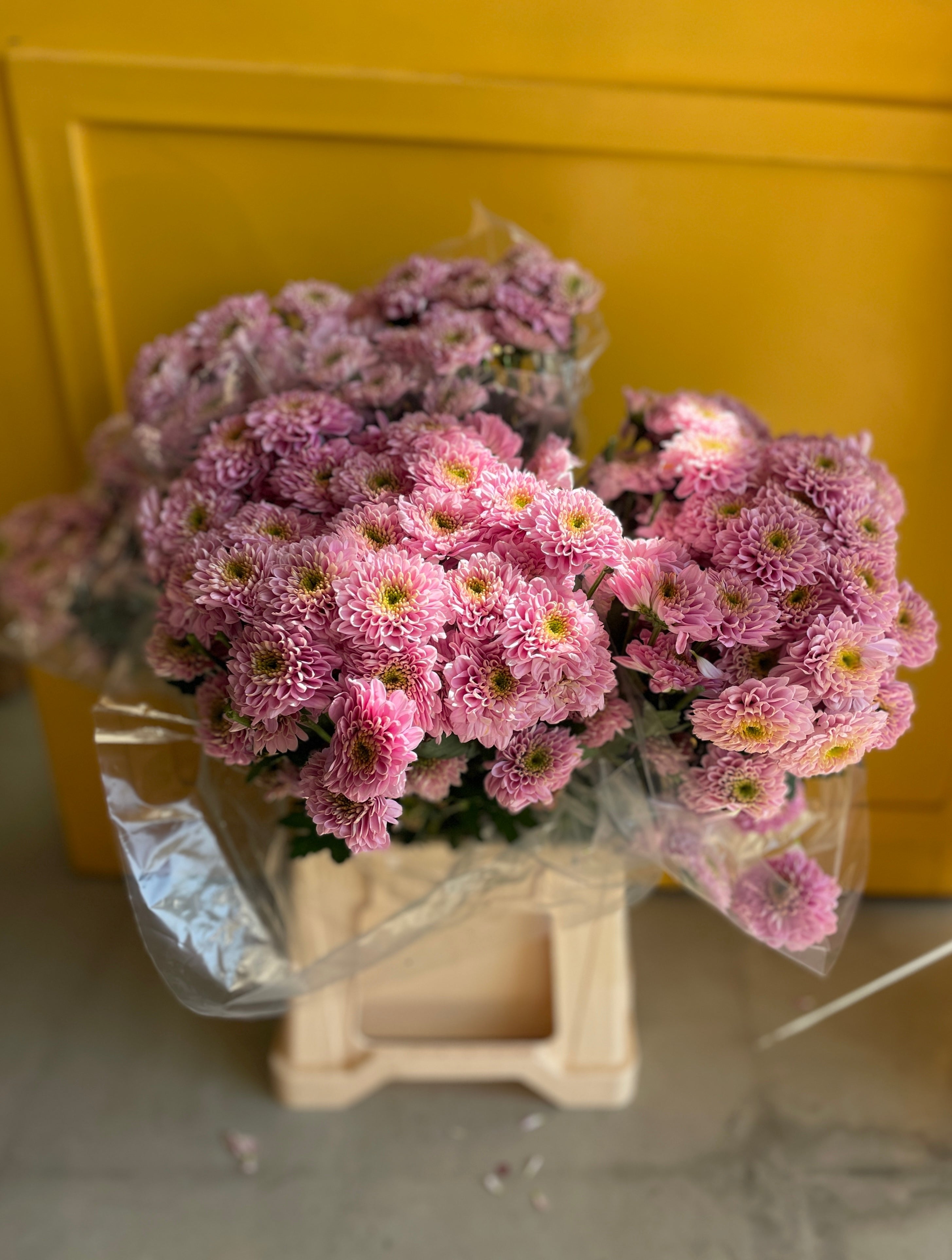 Chrysanthemum Santini Orange EG