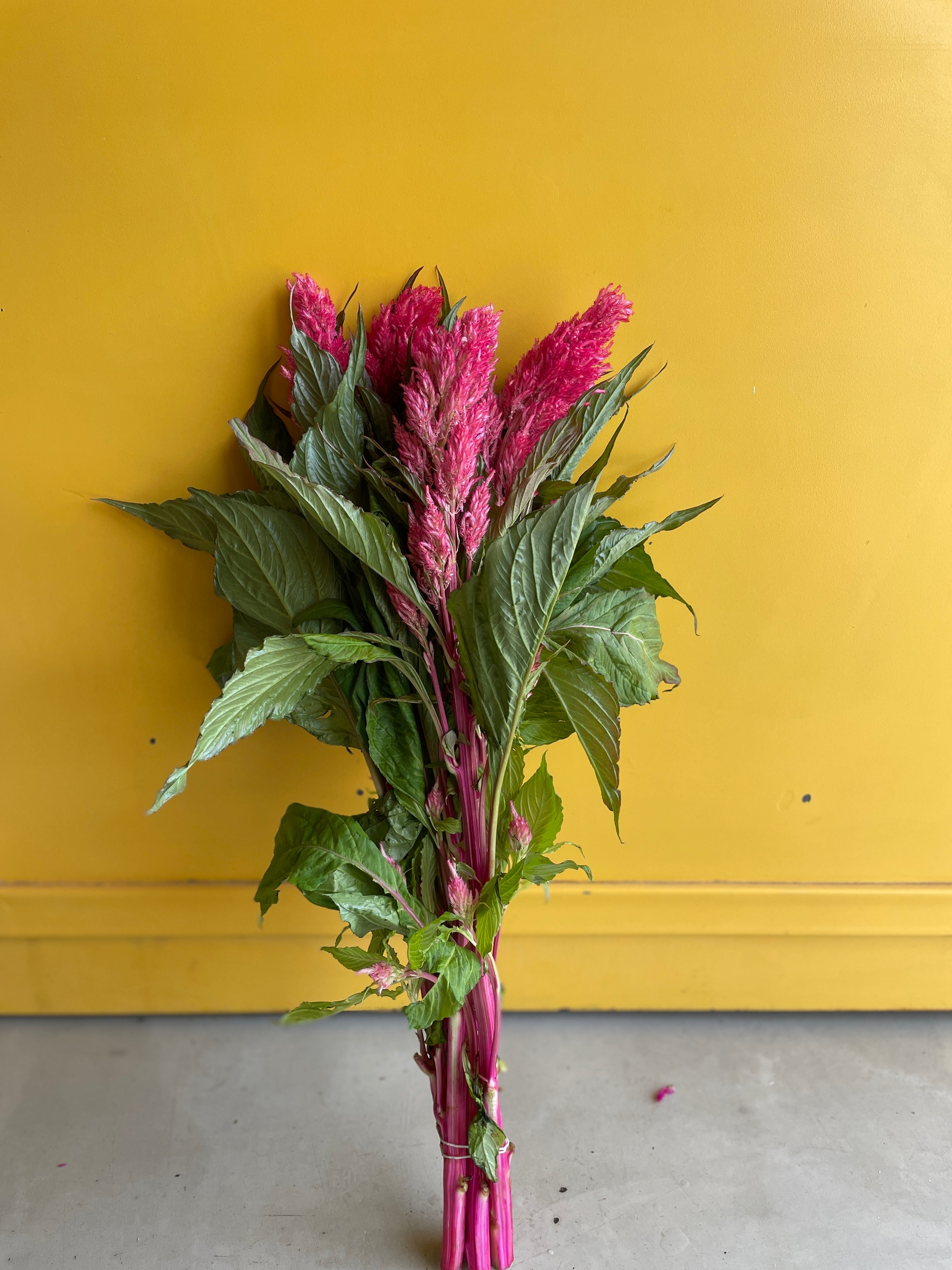 CELOSIA FEATHER CENTURY PINK CELOSIA