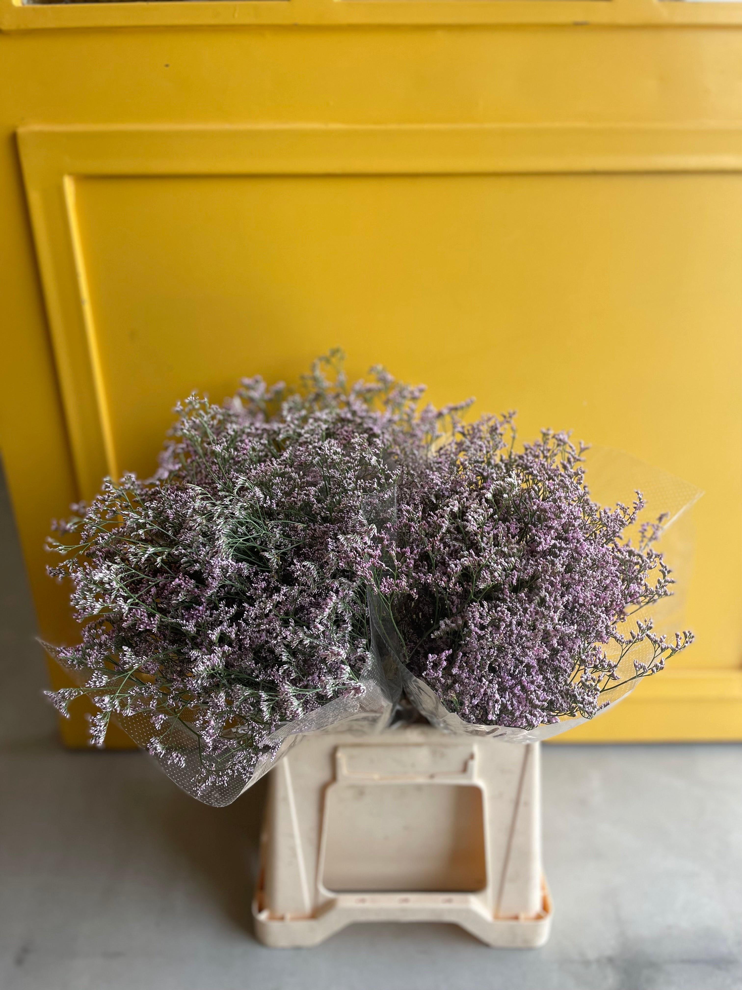 Limonium Oshi Pink ليمونيوم