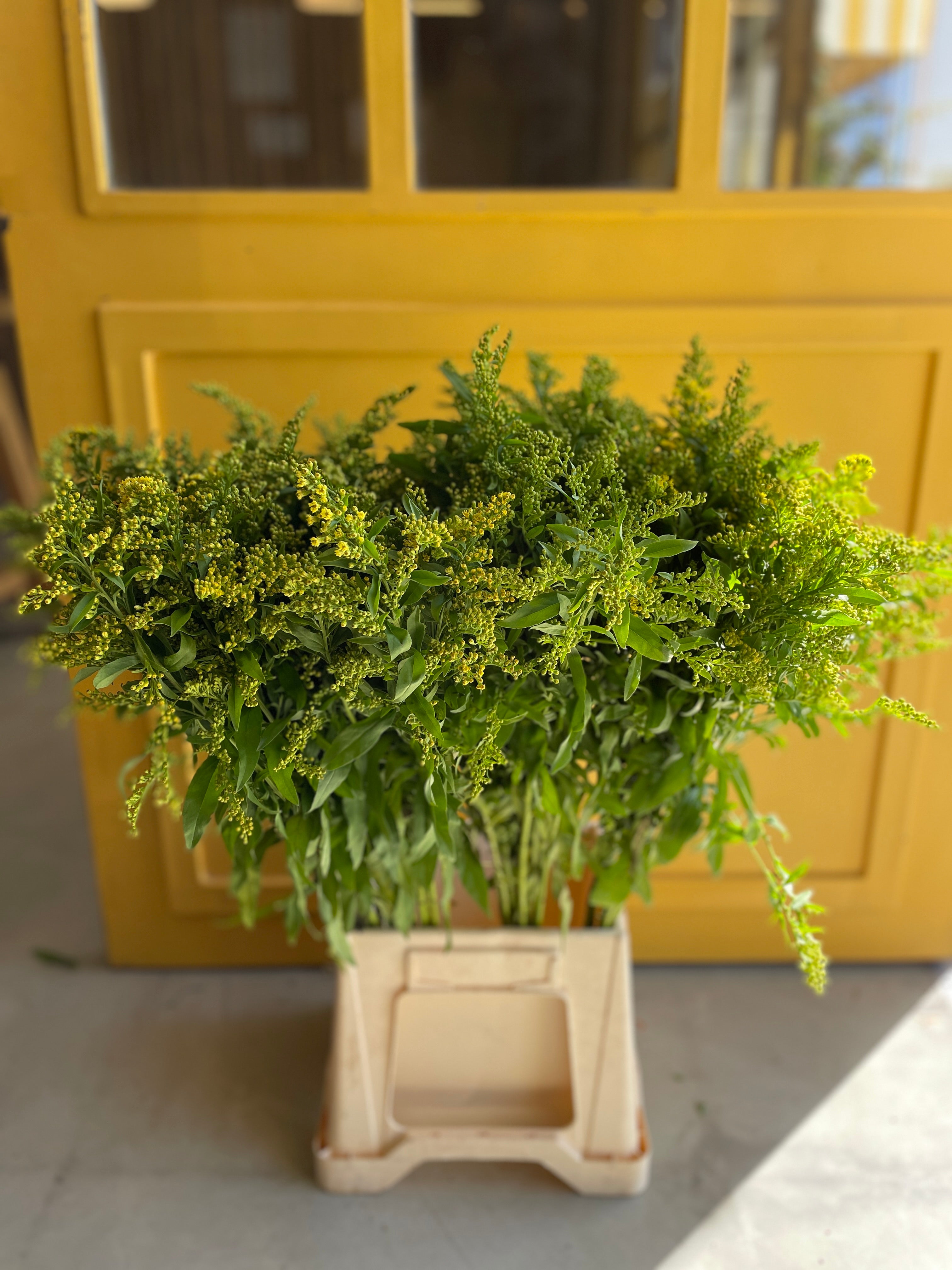 Solidago سوليداقو