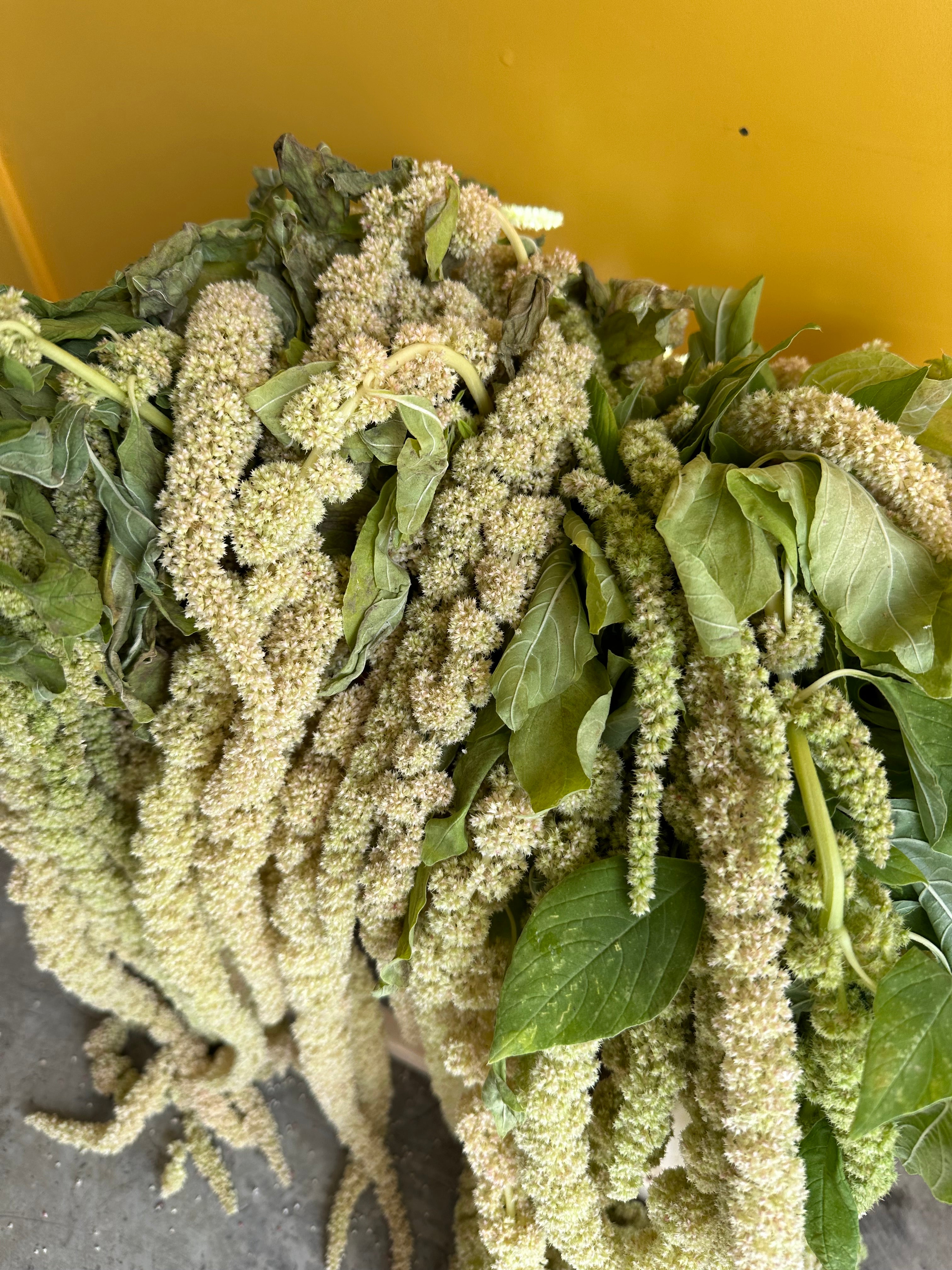Amaranthus EG