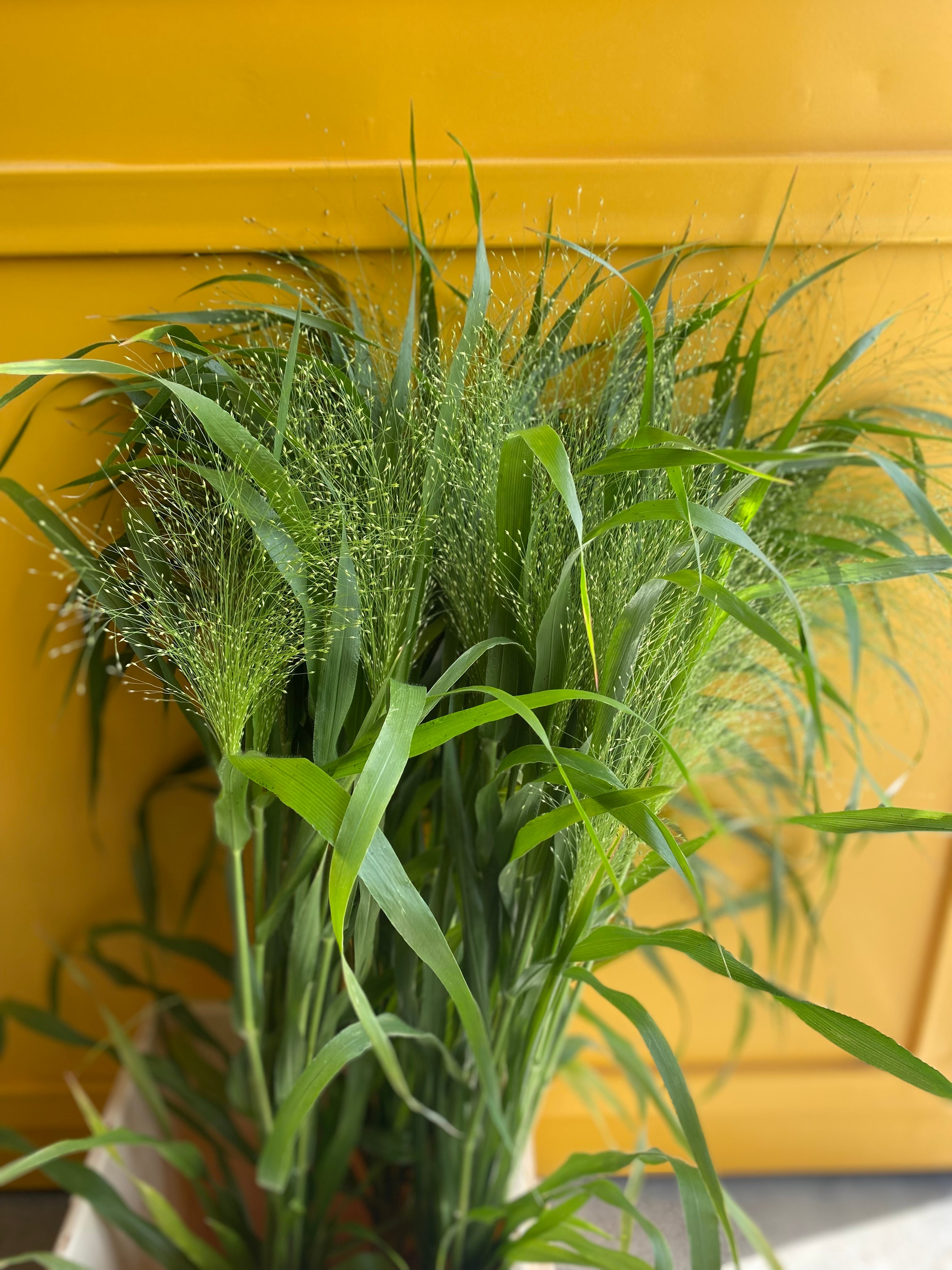 Panicum Fountain بانيكم