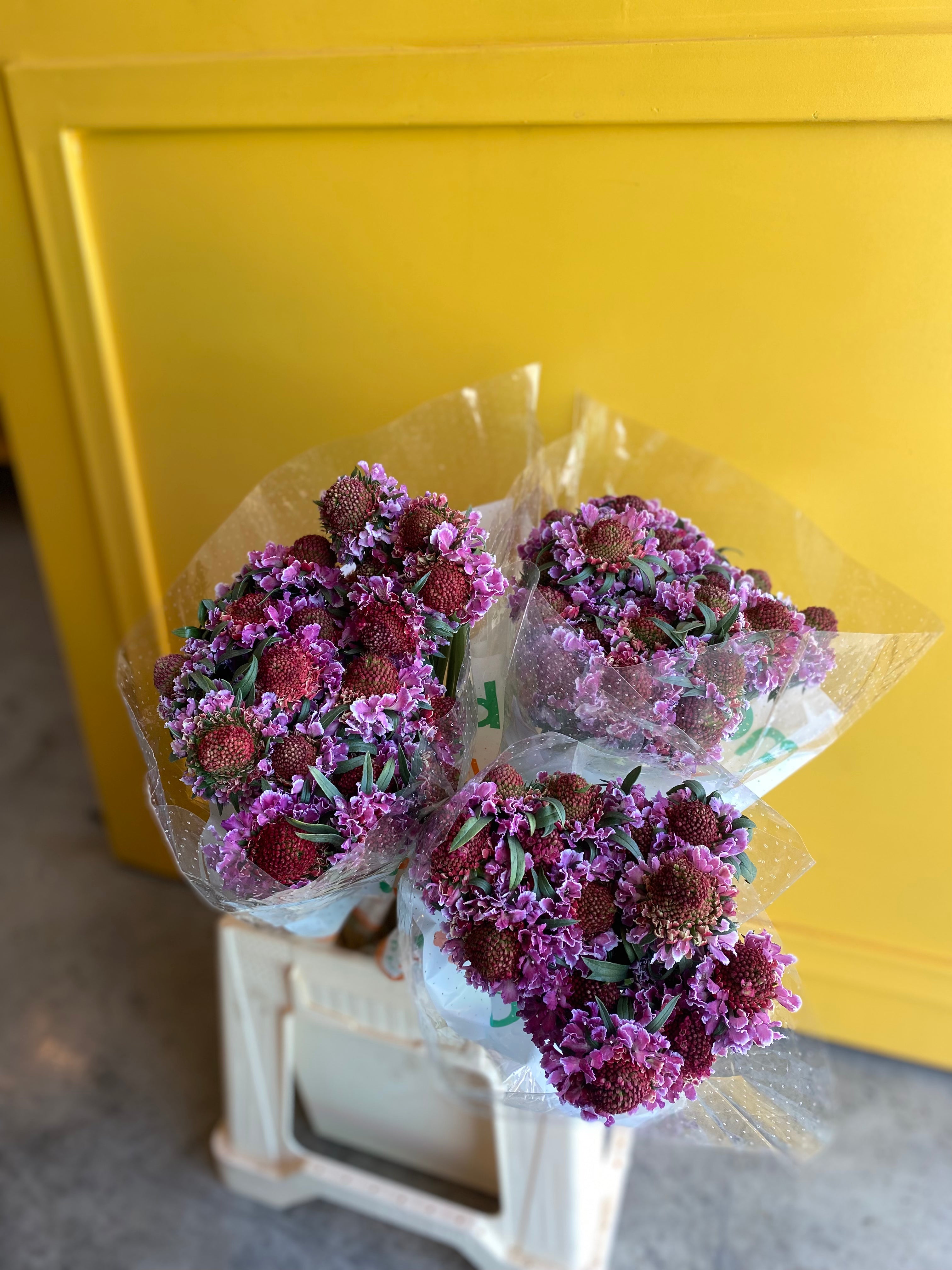 Scabiosa Pink سكابيوسا