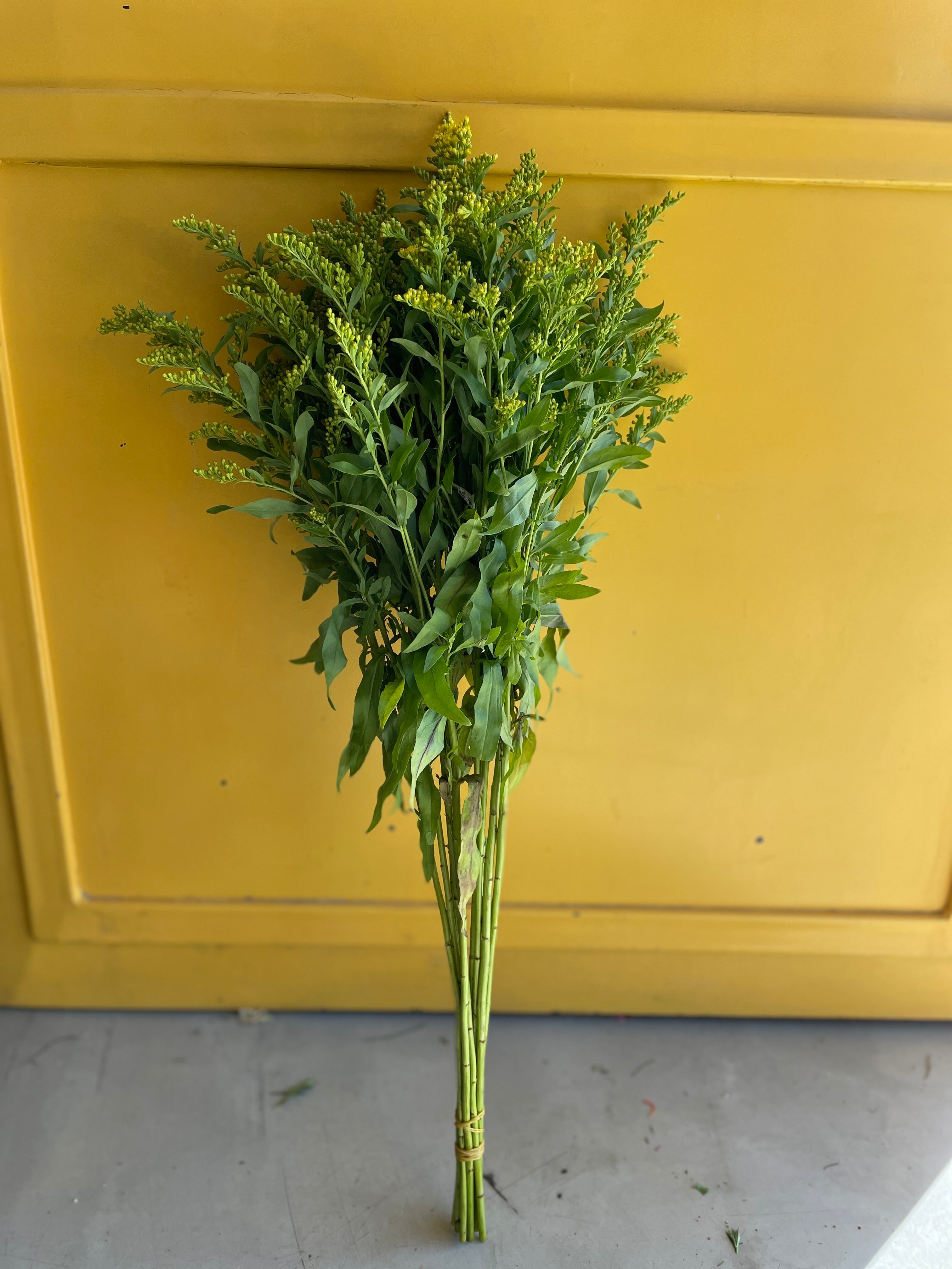 Solidago سوليداقو