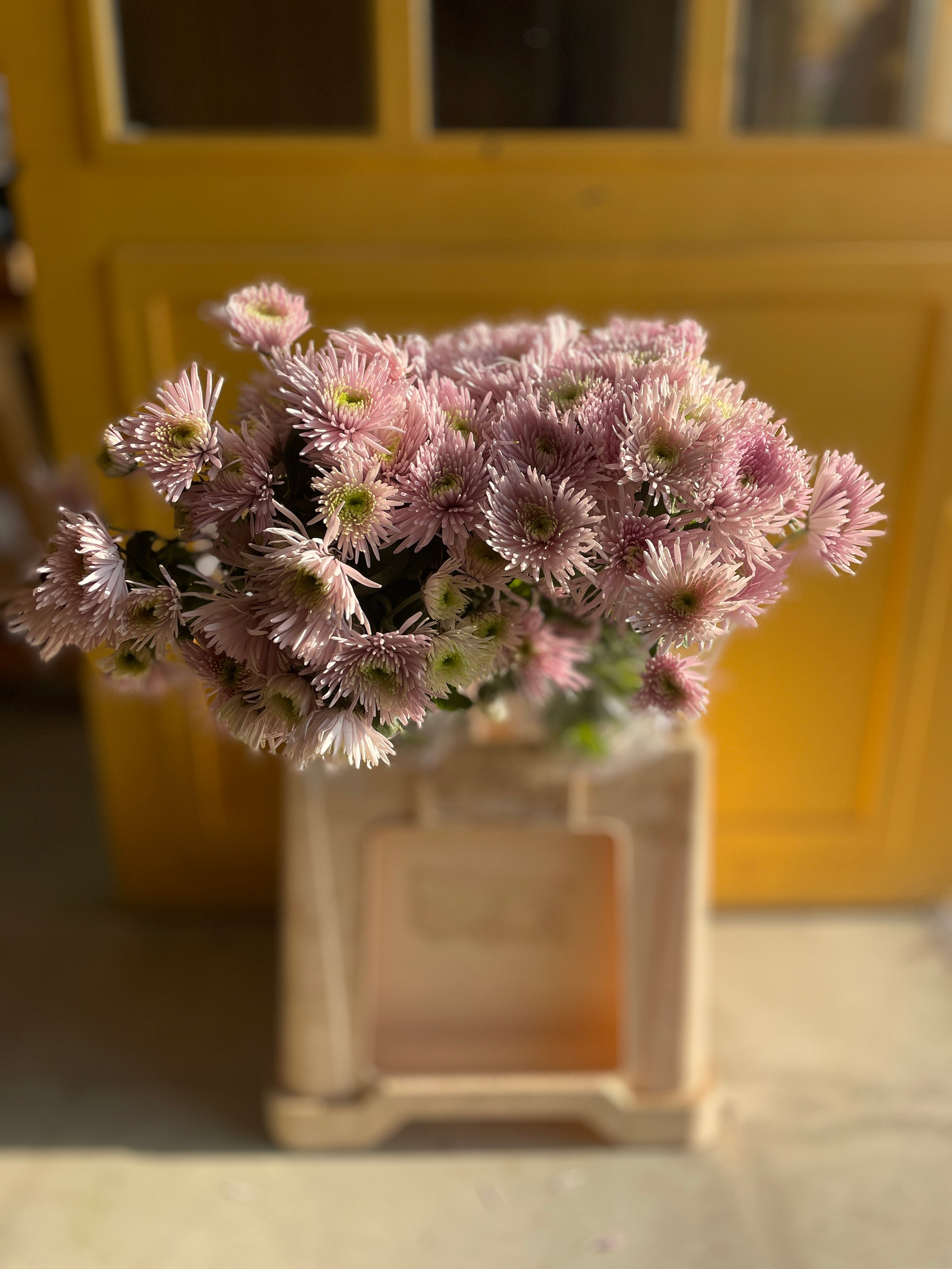 Chrysanthemum Spider Pink EG