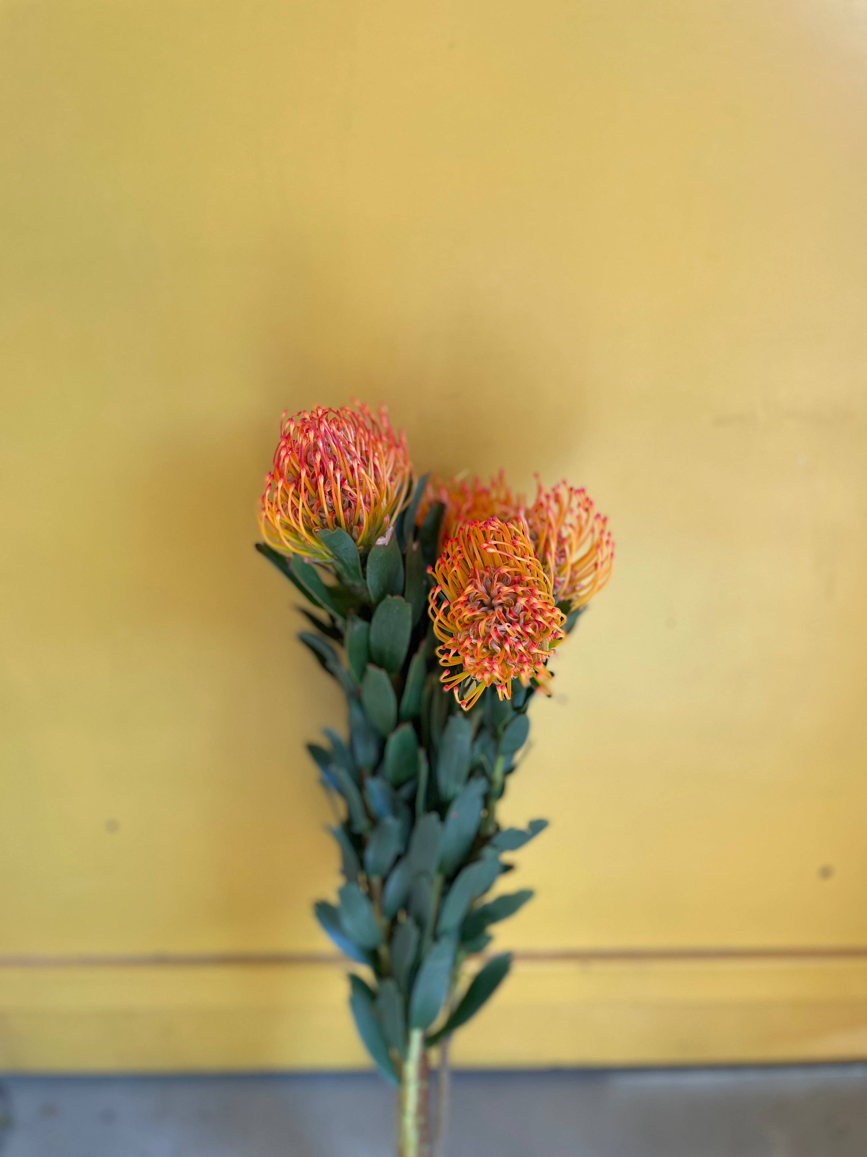 Leucospermum Light Orange اللوكوسبيرمو