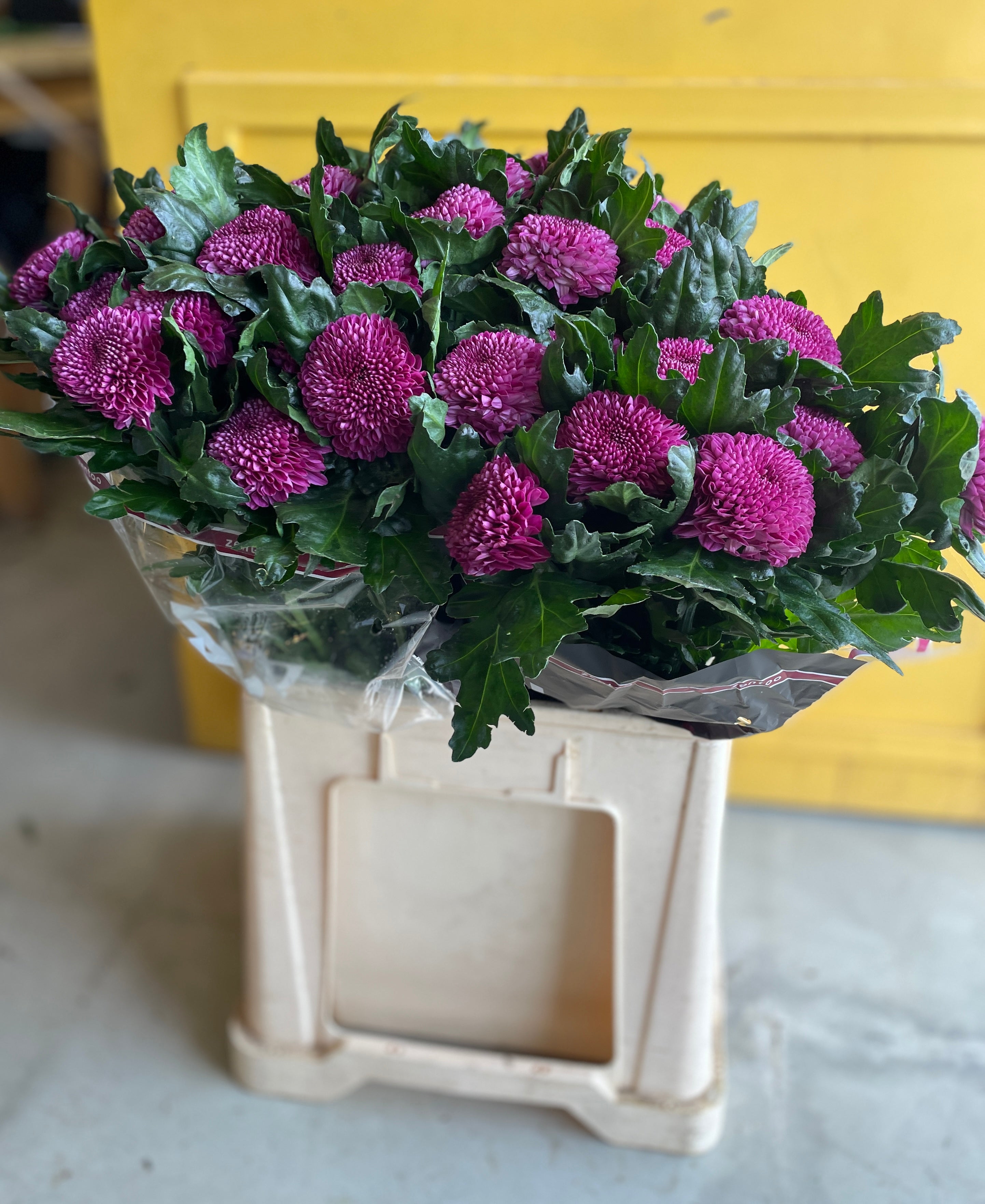Chrysanthemum Momoko Dark purple Holland كرسانثيوم