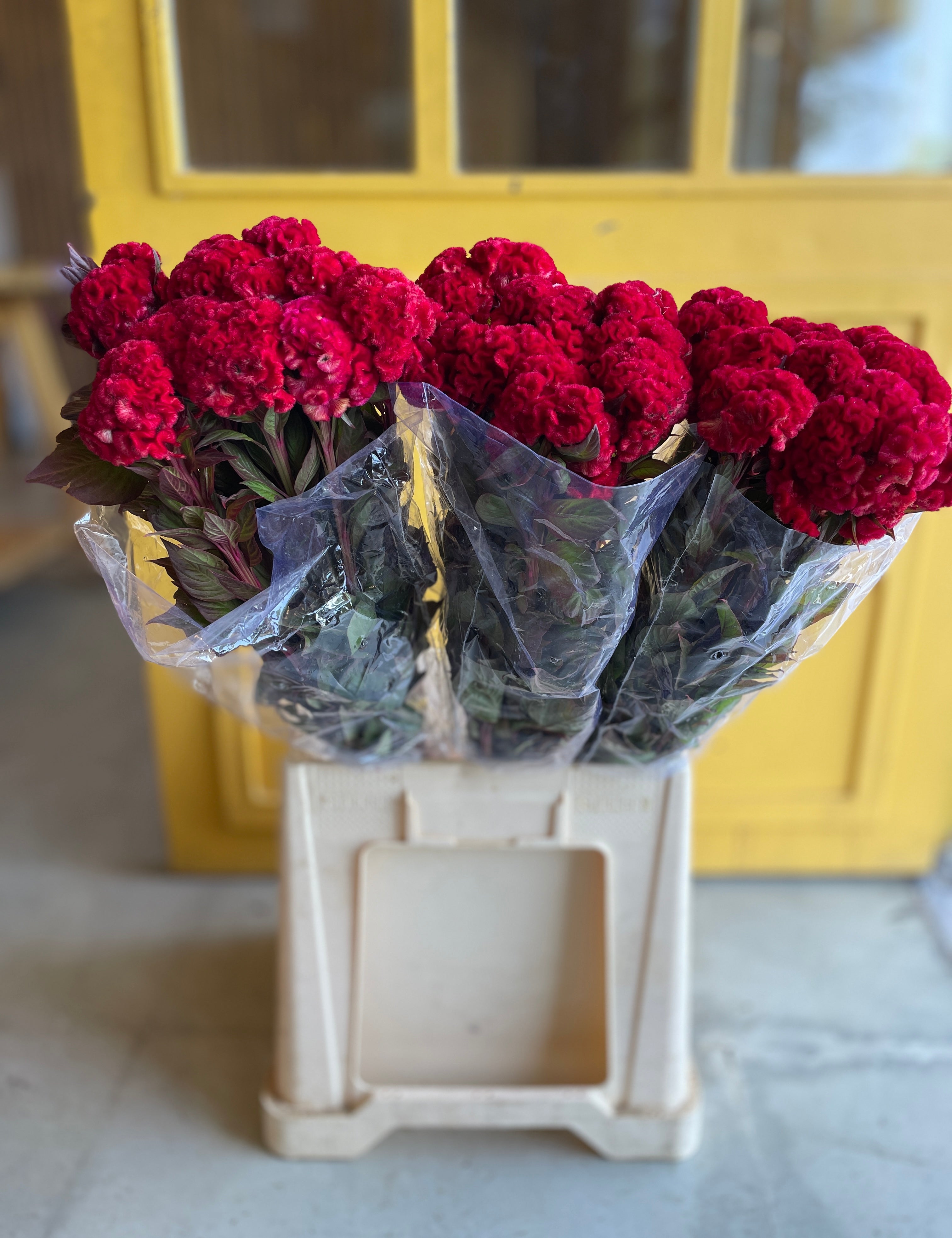 Celosia Red EG سيلوزيا
