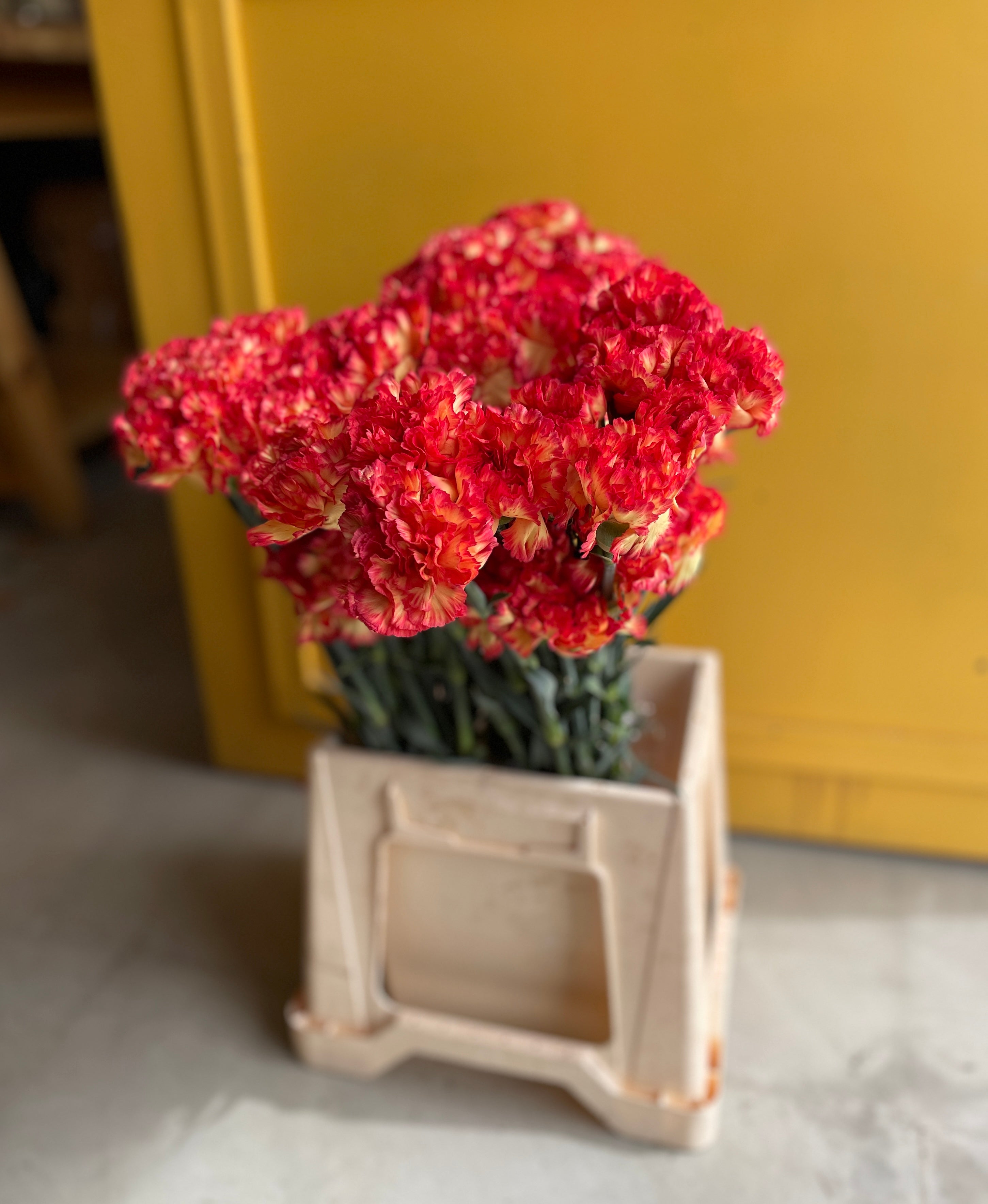 Carnation Orange EG