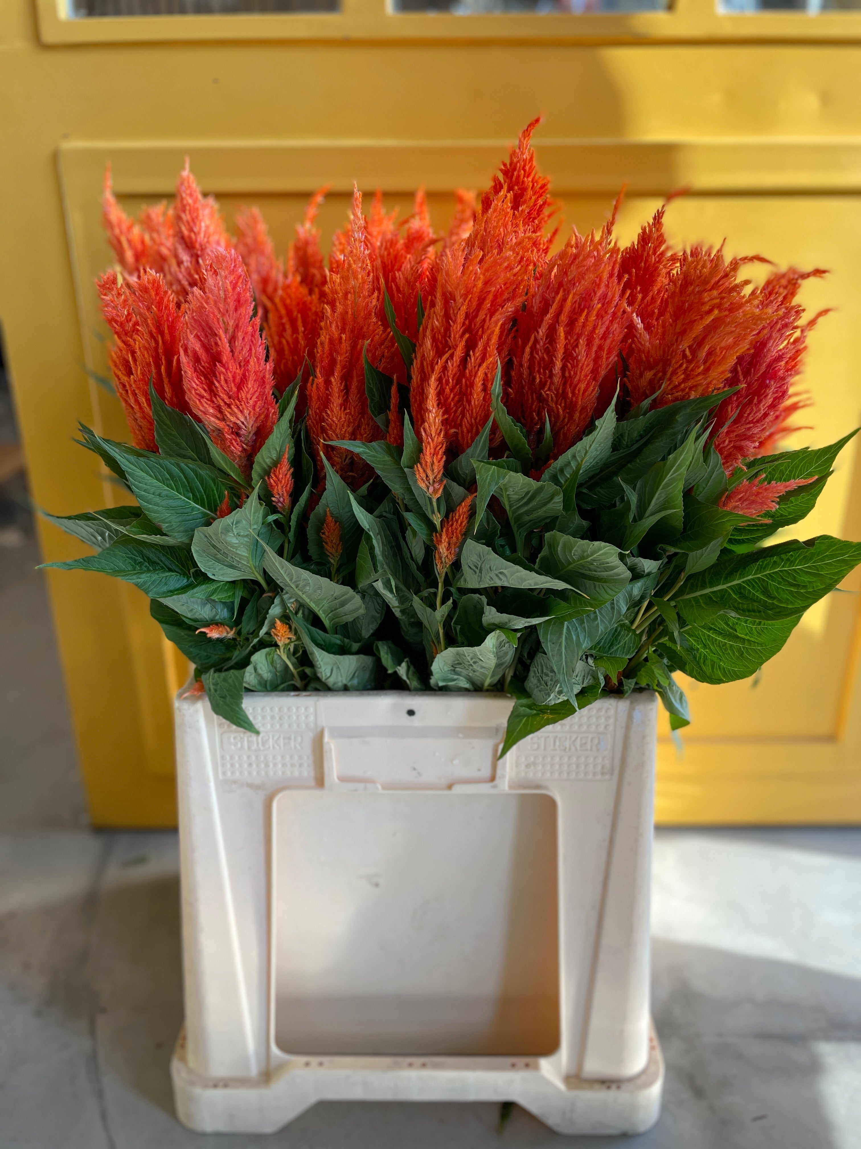 CELOSIA FEATHER APRICOT BRAND
