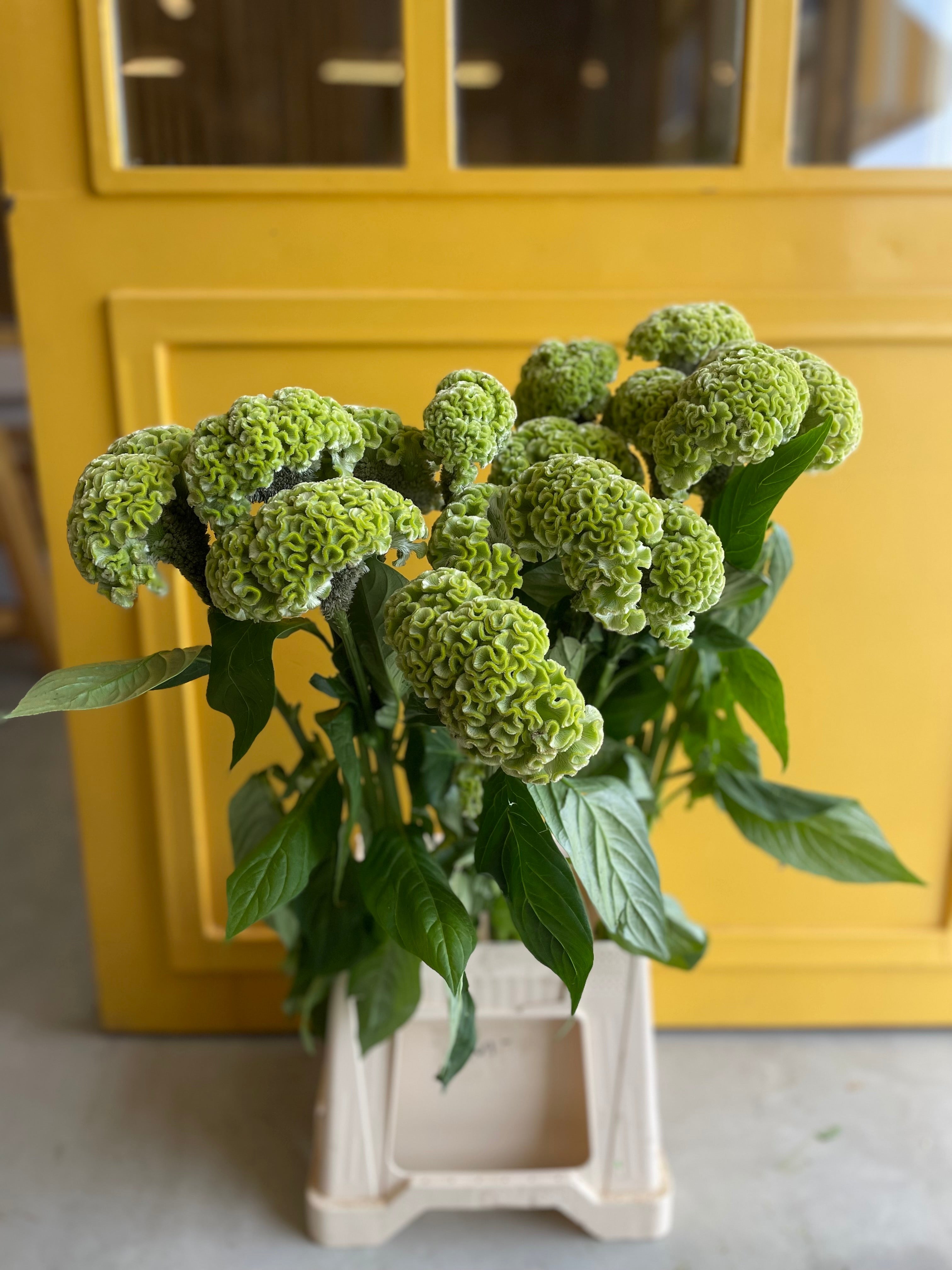 Celosia Green
