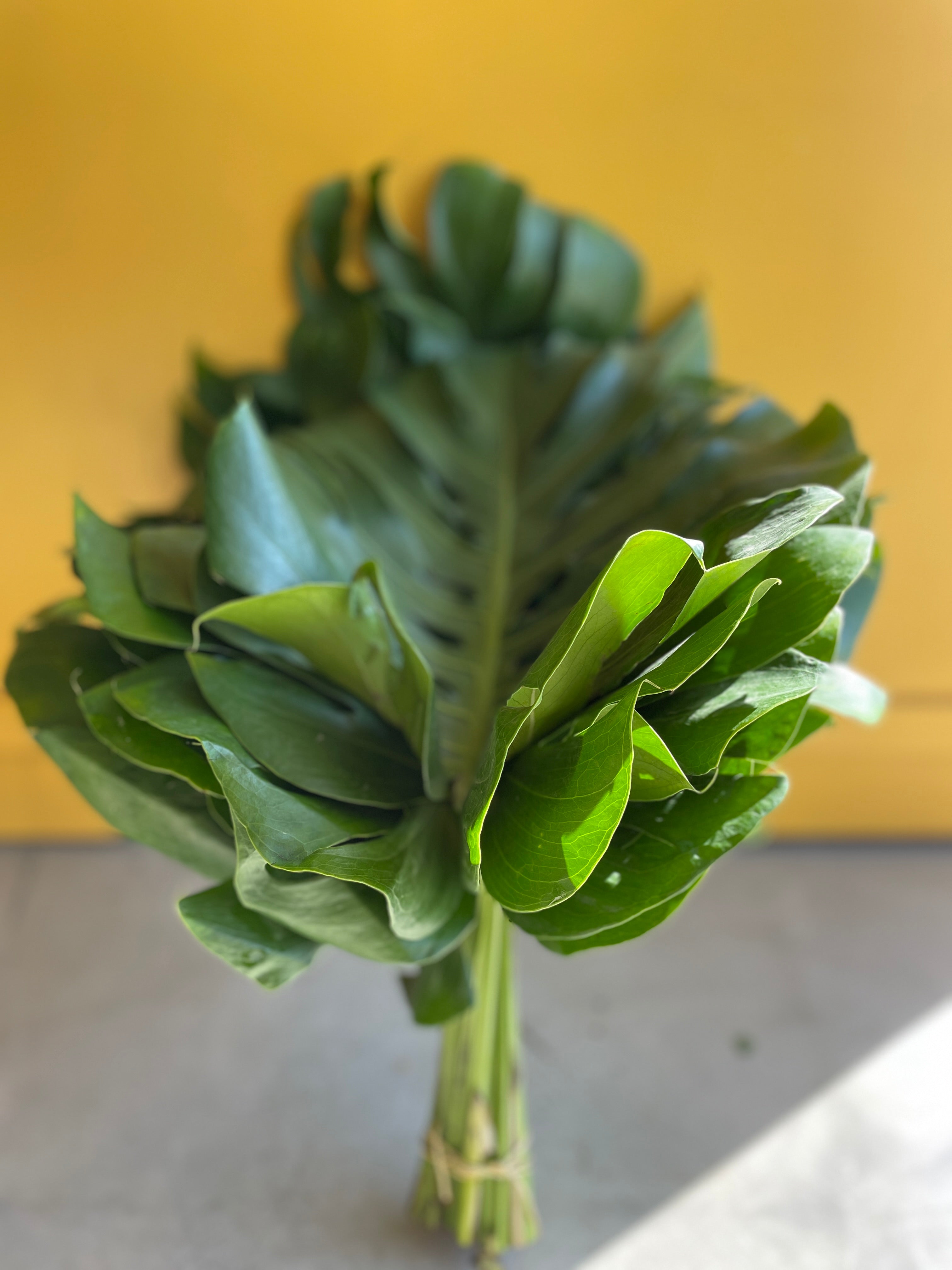 Monstera leaves ورق اخضر