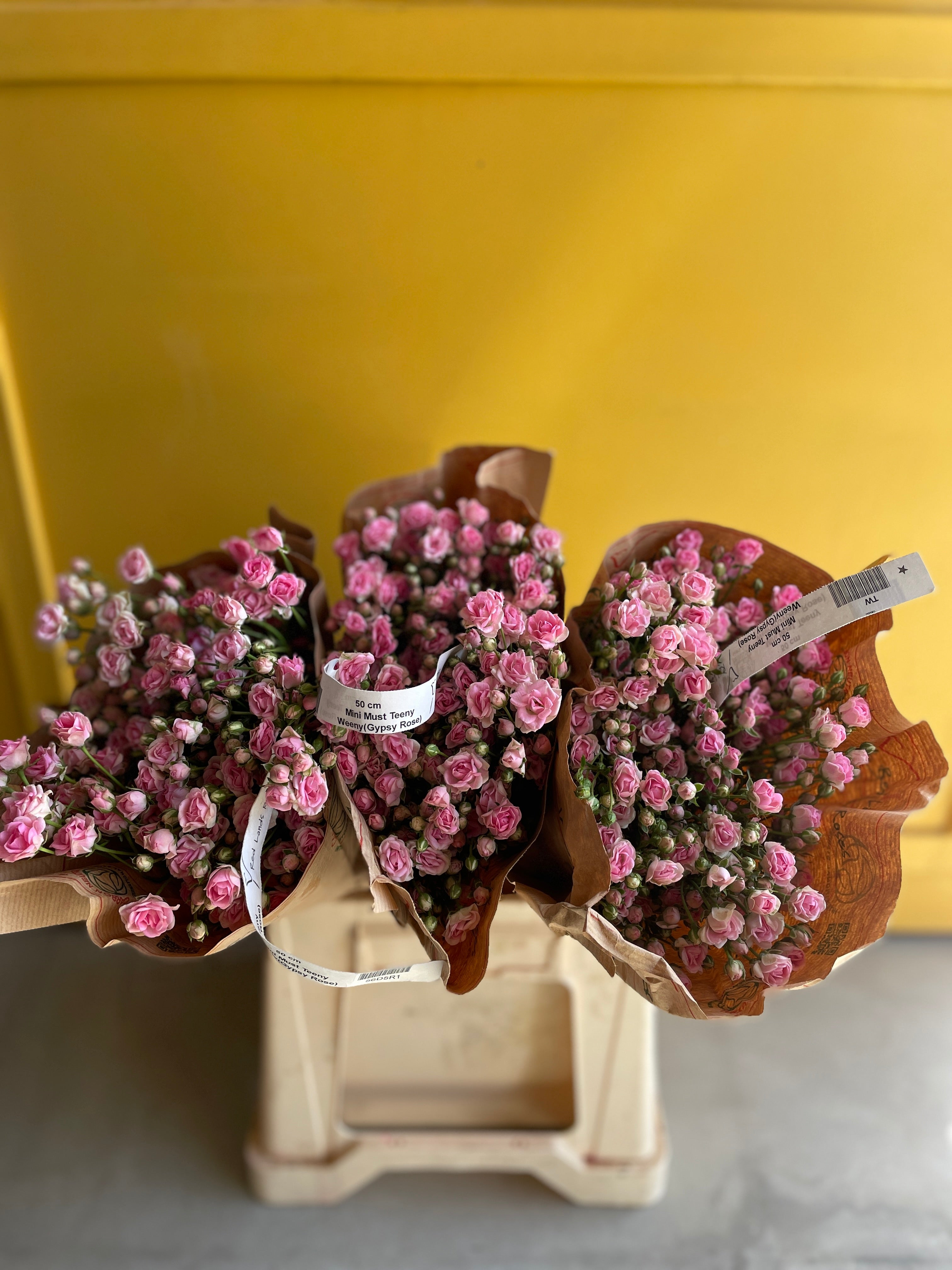 Gypsy Rose Pink جيبسو روز