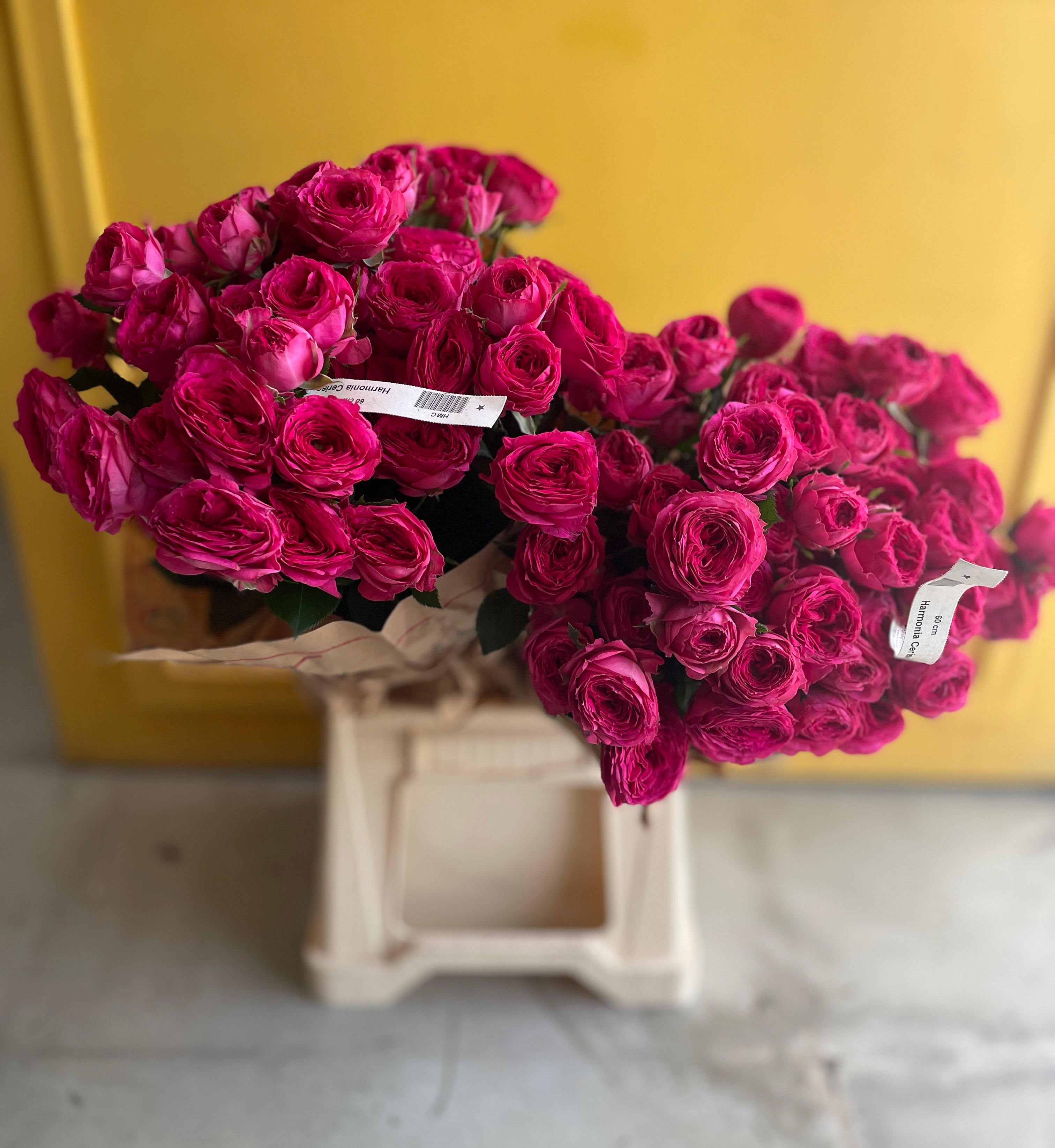 Garden Spray Rose Harmonia Cerise جاردن