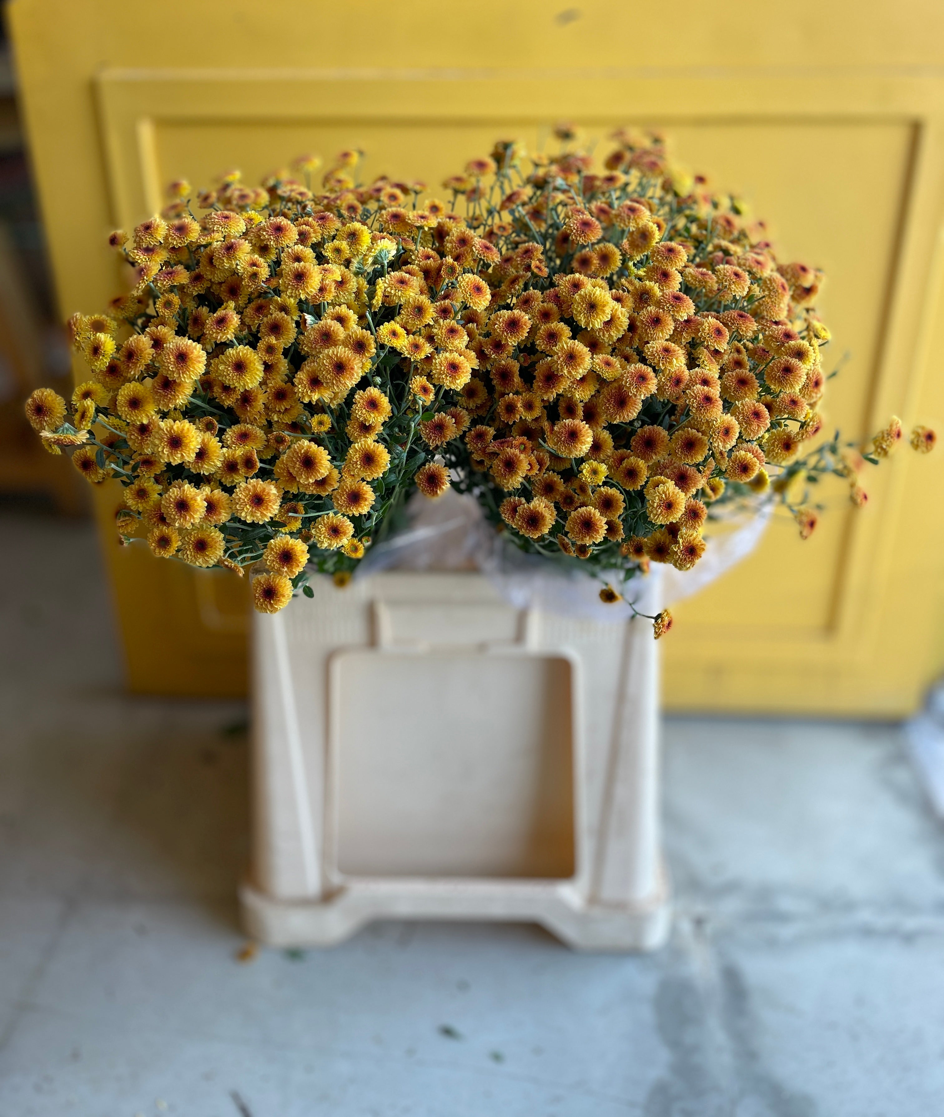 Chrysanthemum Calimero orange Red Eg كرسانثيوم