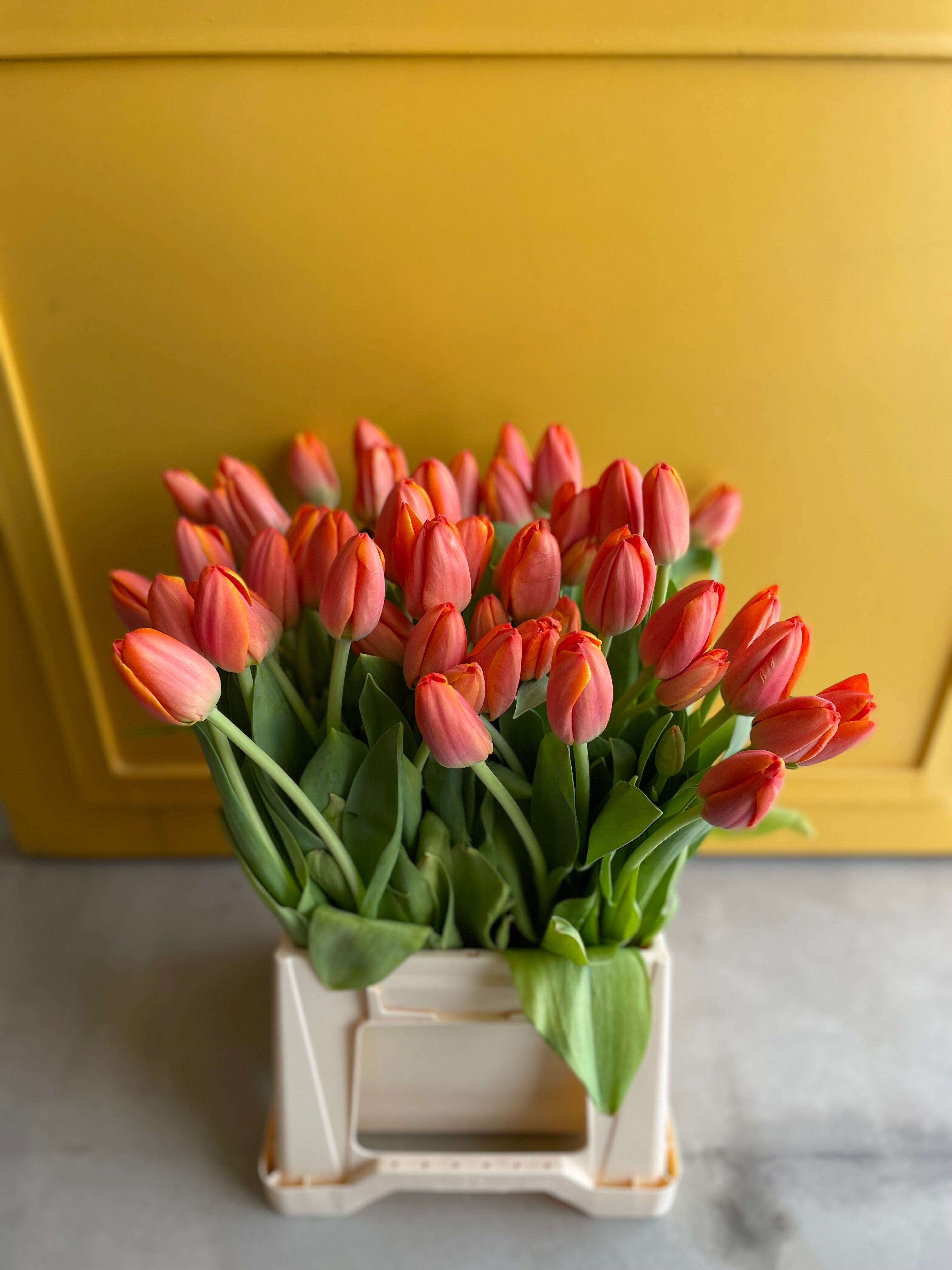 Tulip AD REM Orange توليب
