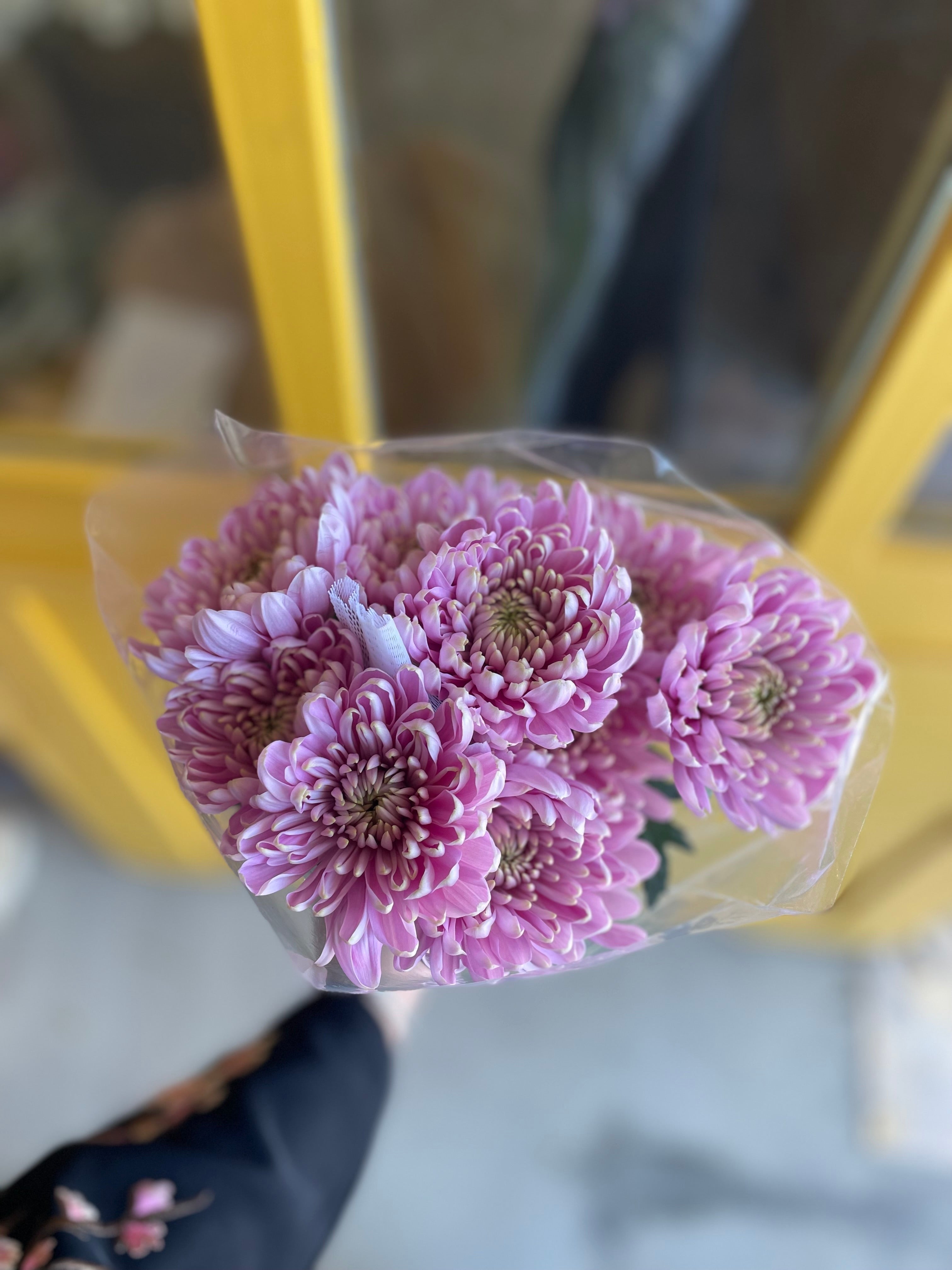 Chrysanthemum Deco Pink Single KE كرسانثيوم