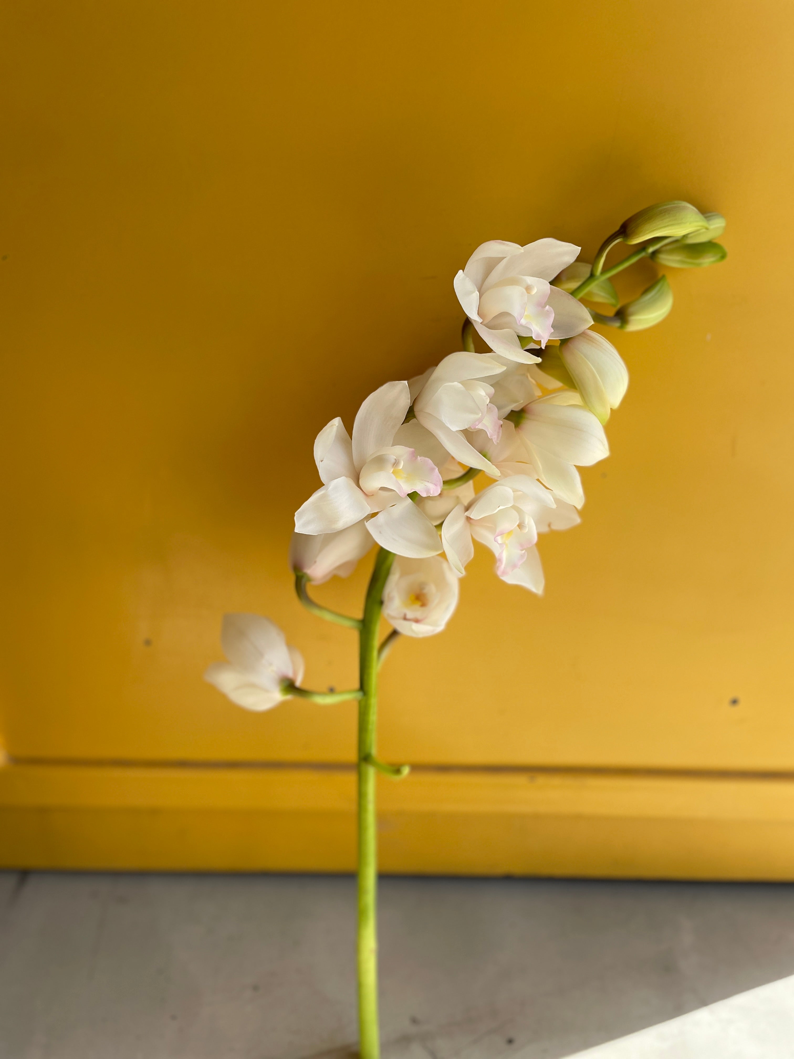 Cymbidium White سامبيديوم