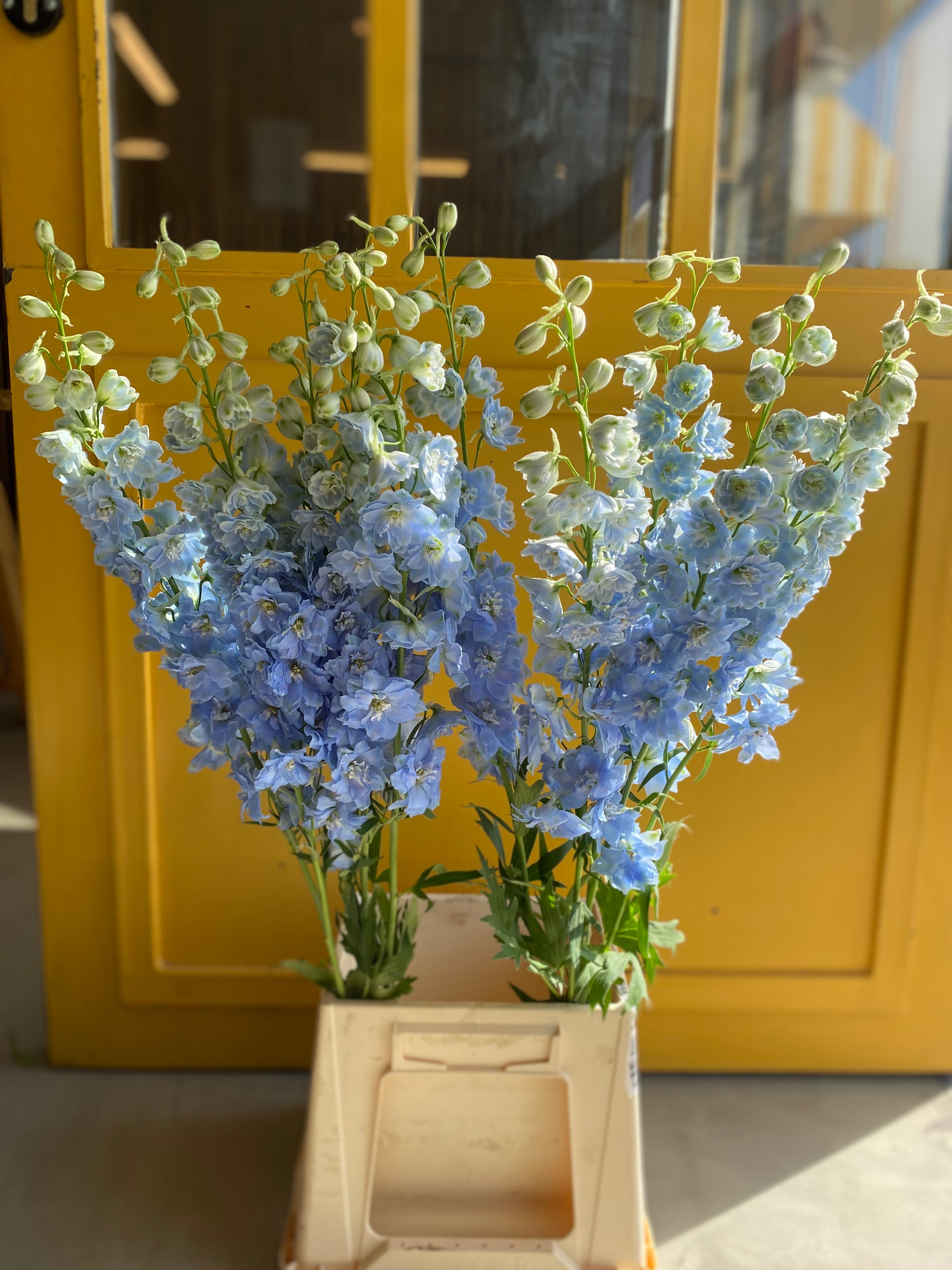Delphinium Boy KE Delphinium