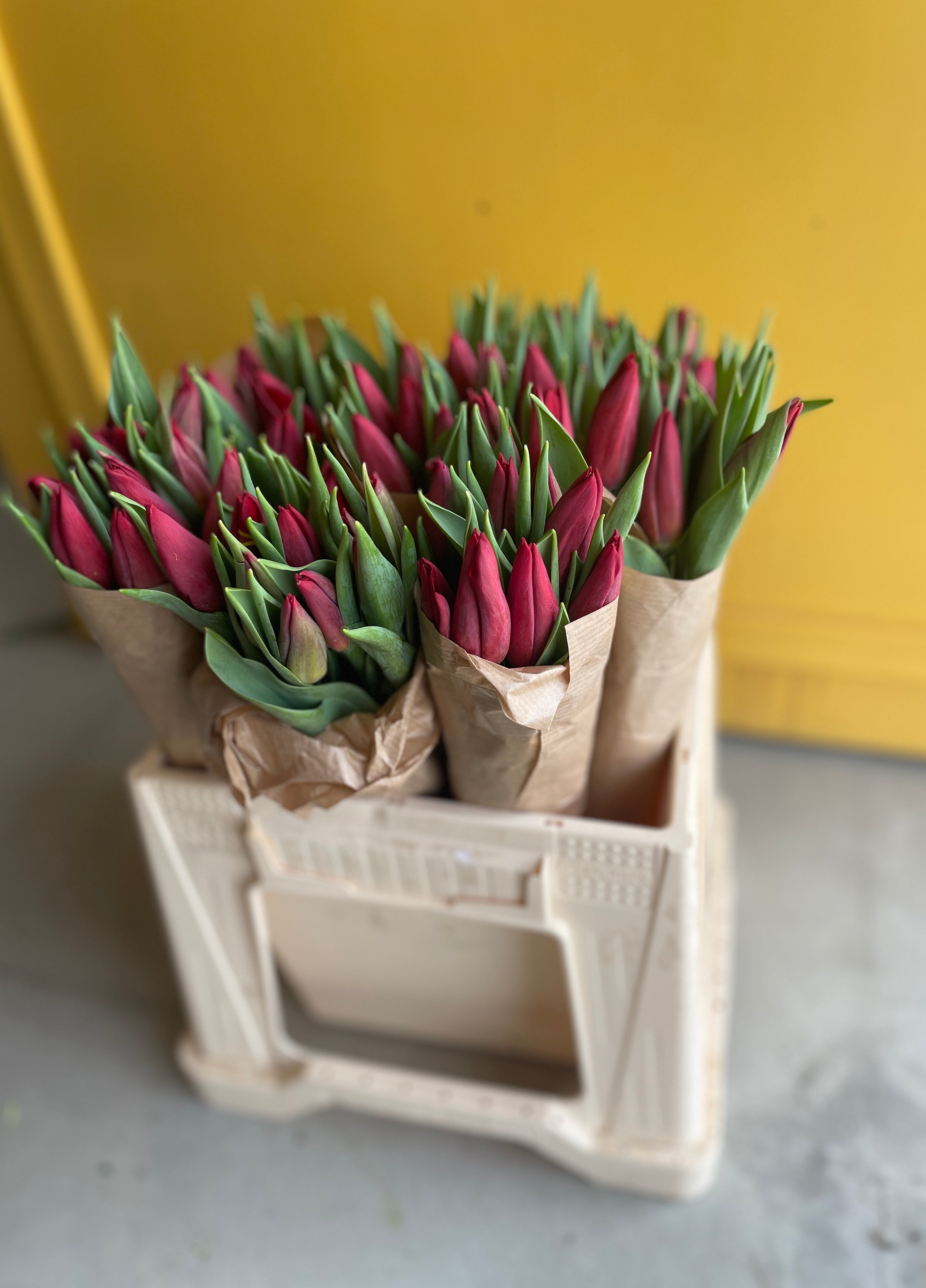 Tulip Strong Love توليب