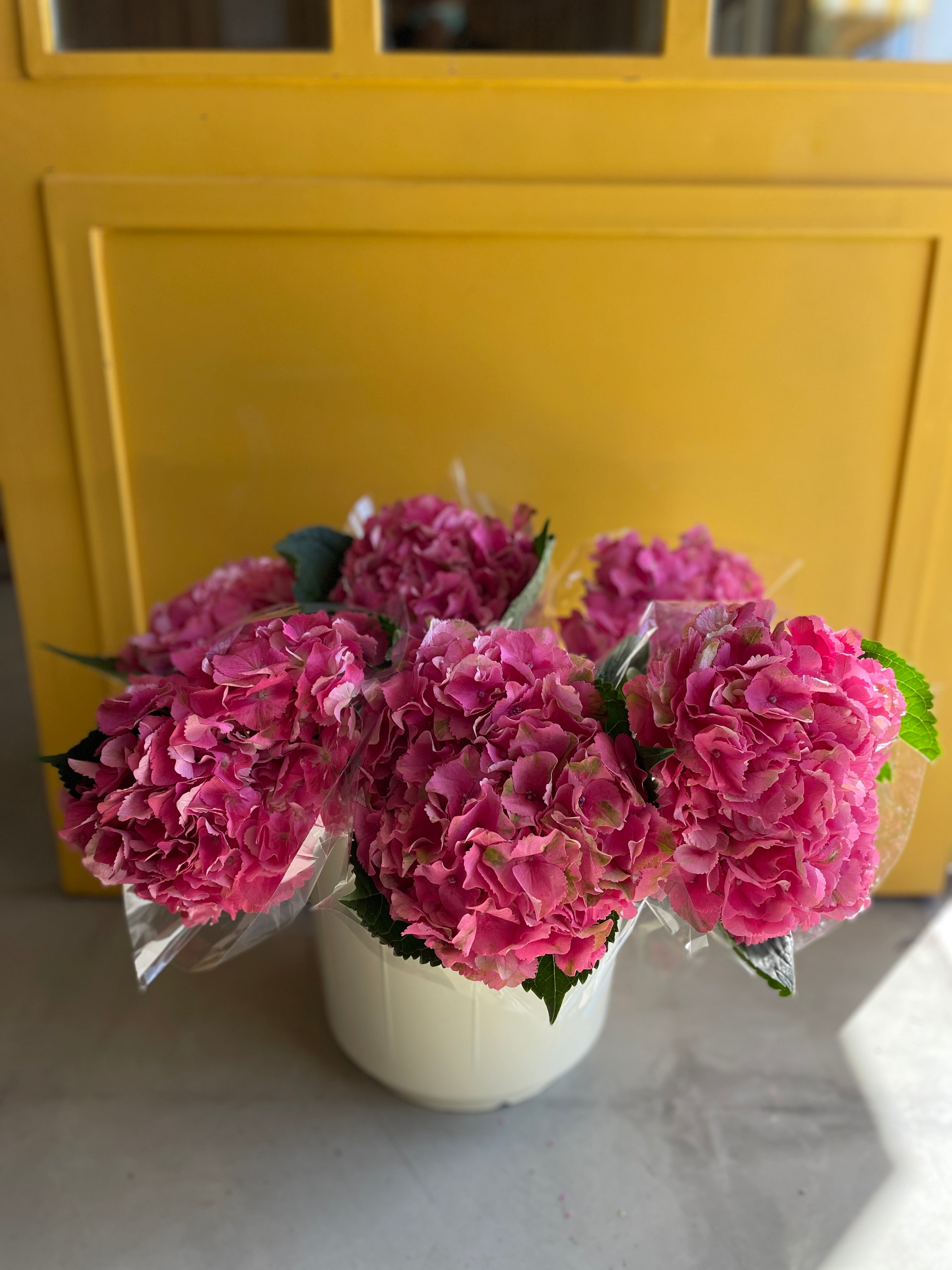 Hydrangea Dark Pink KE هايدرنجيا