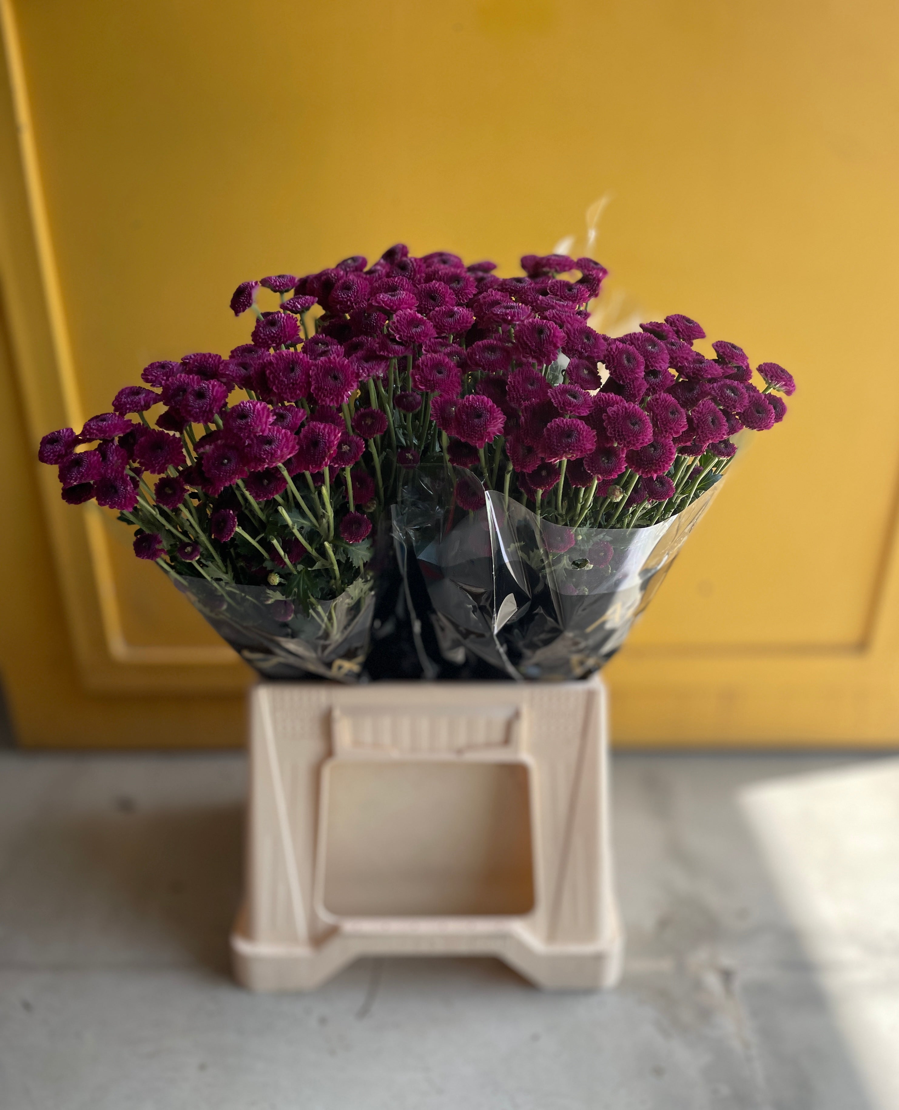 Chrysanthemum Santini Purple  KE كرسانثيمو