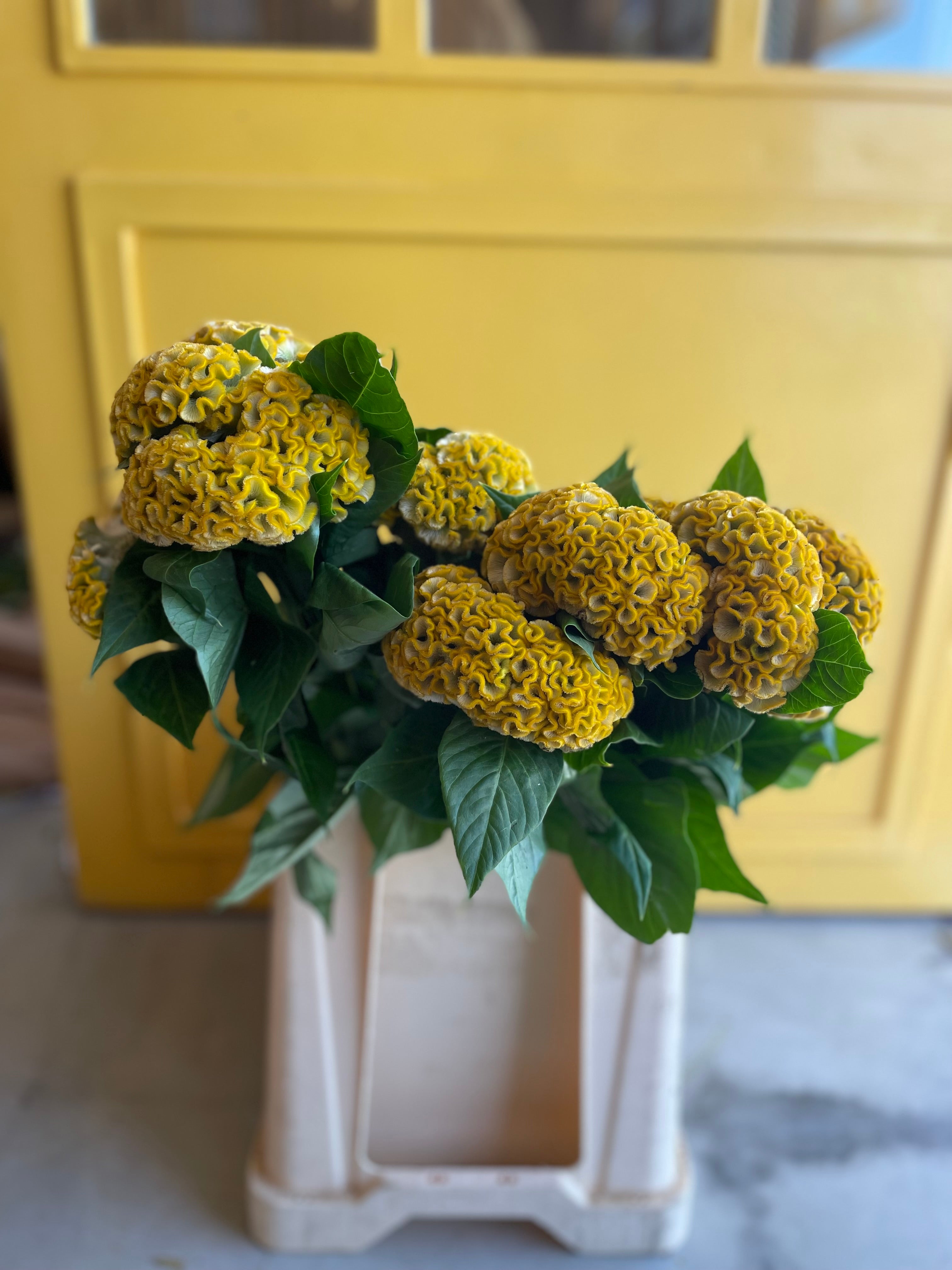 Celosia Yellow