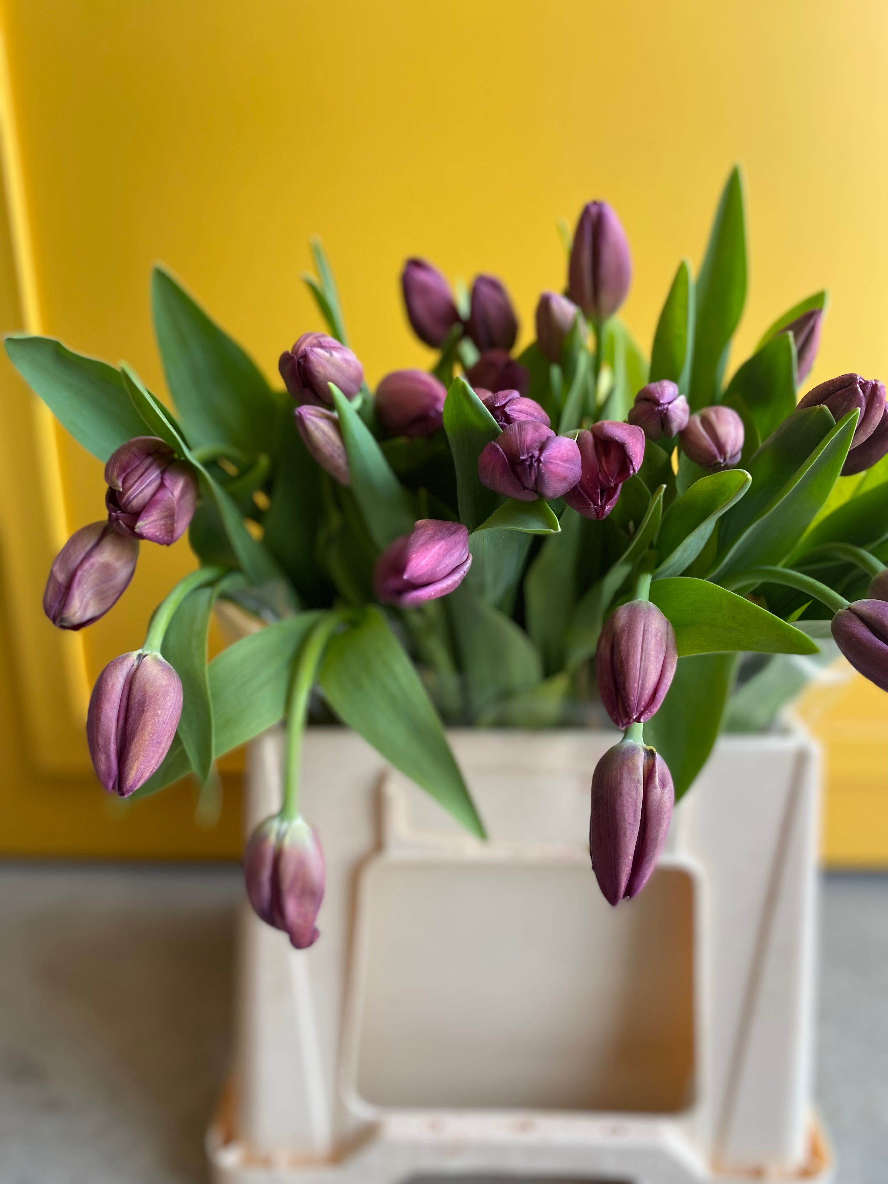 Tulip chocolate توليب
