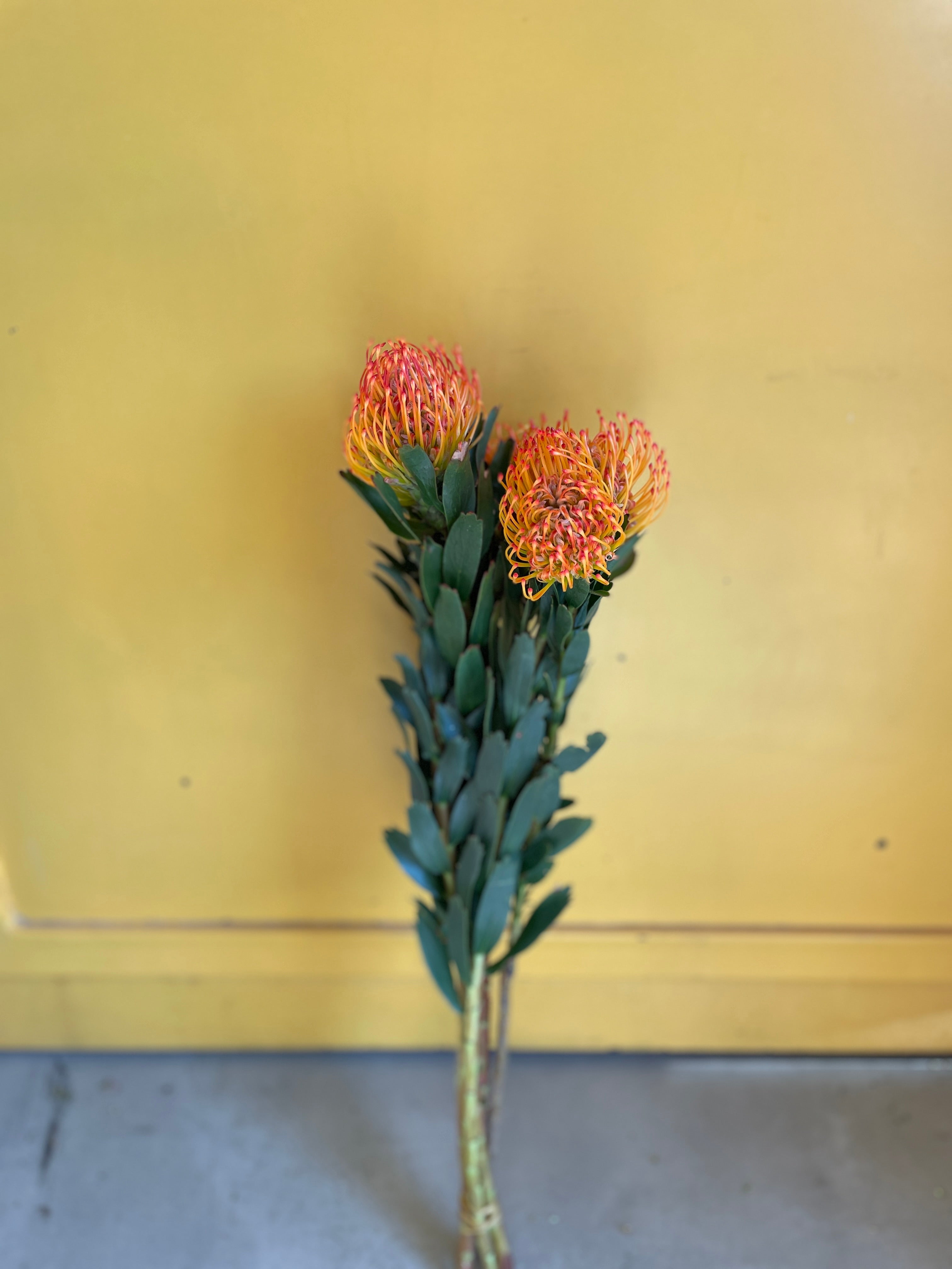 Leucospermum Light Orange اللوكوسبيرمو