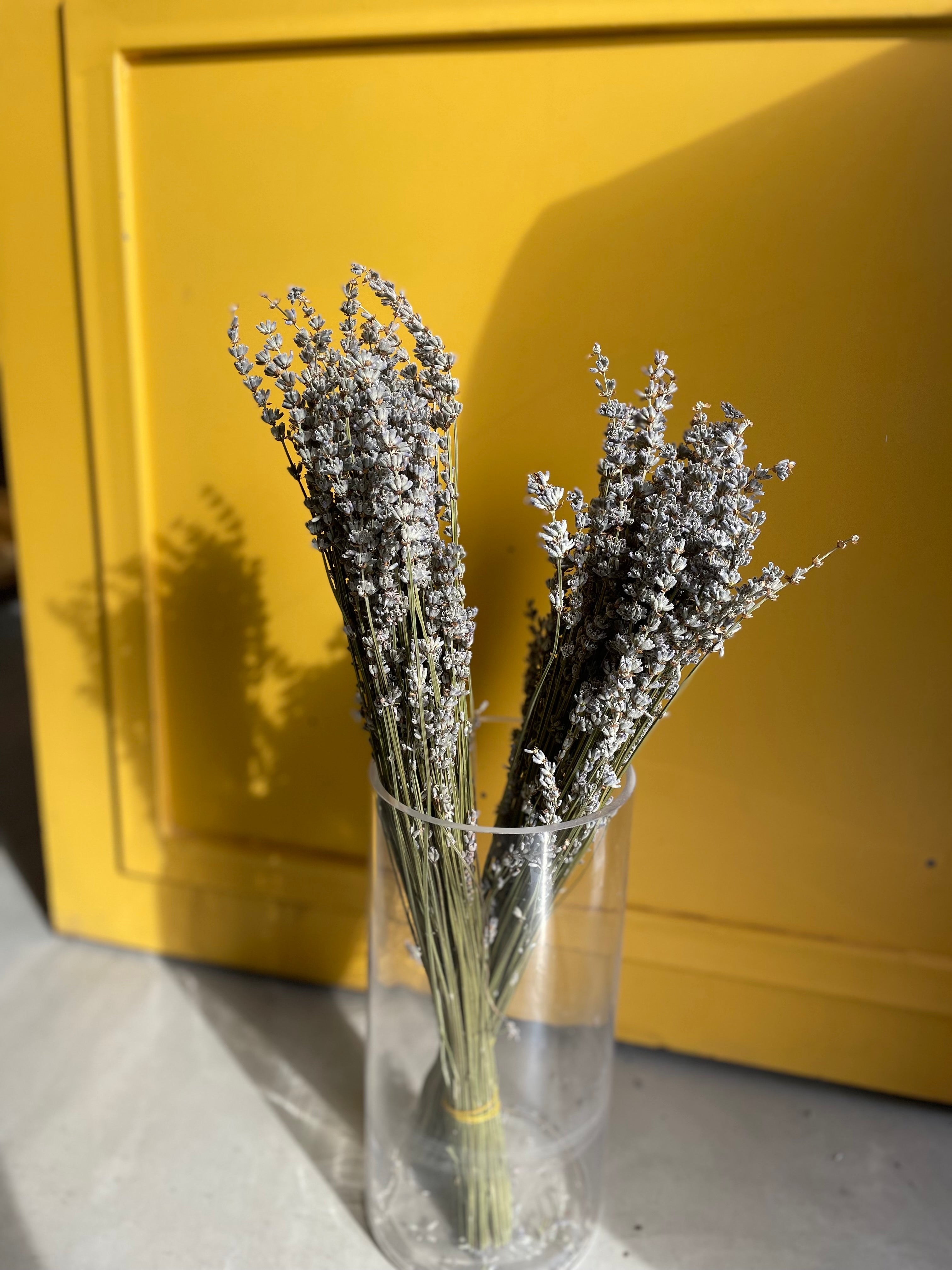 Lavender Light Purple لافندر