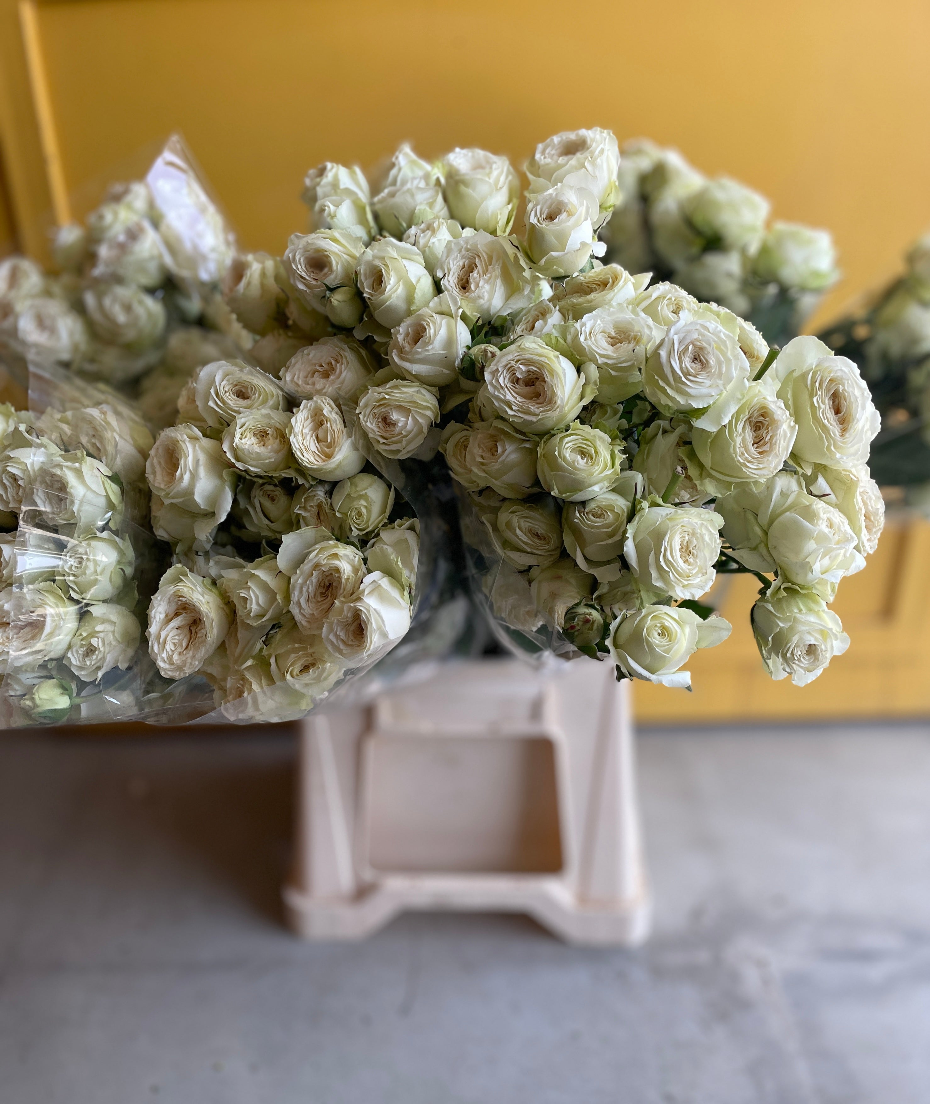 Garden Spray Rose Asteae جاردن روز