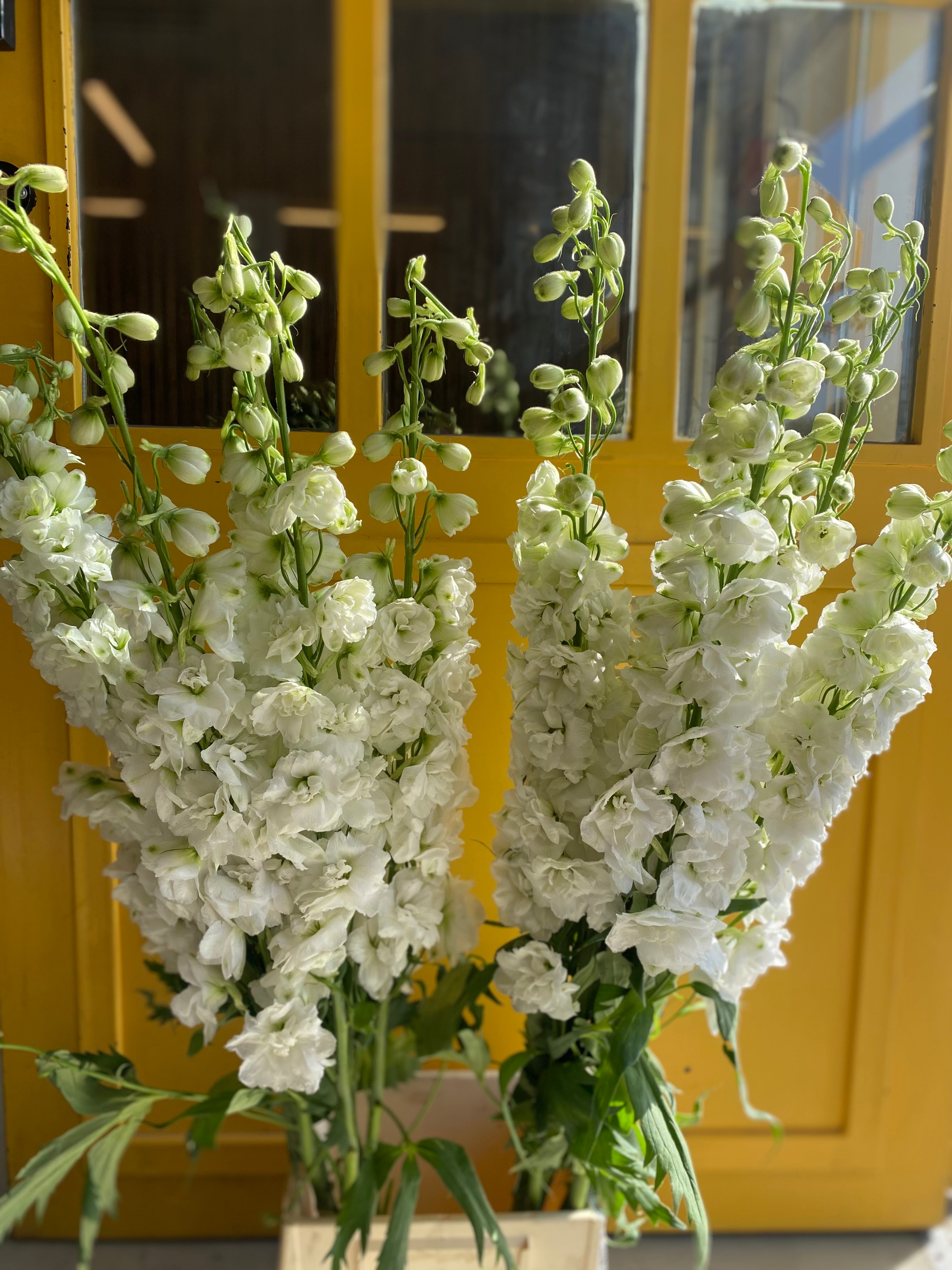 Delphinium White KE دلفينيوم