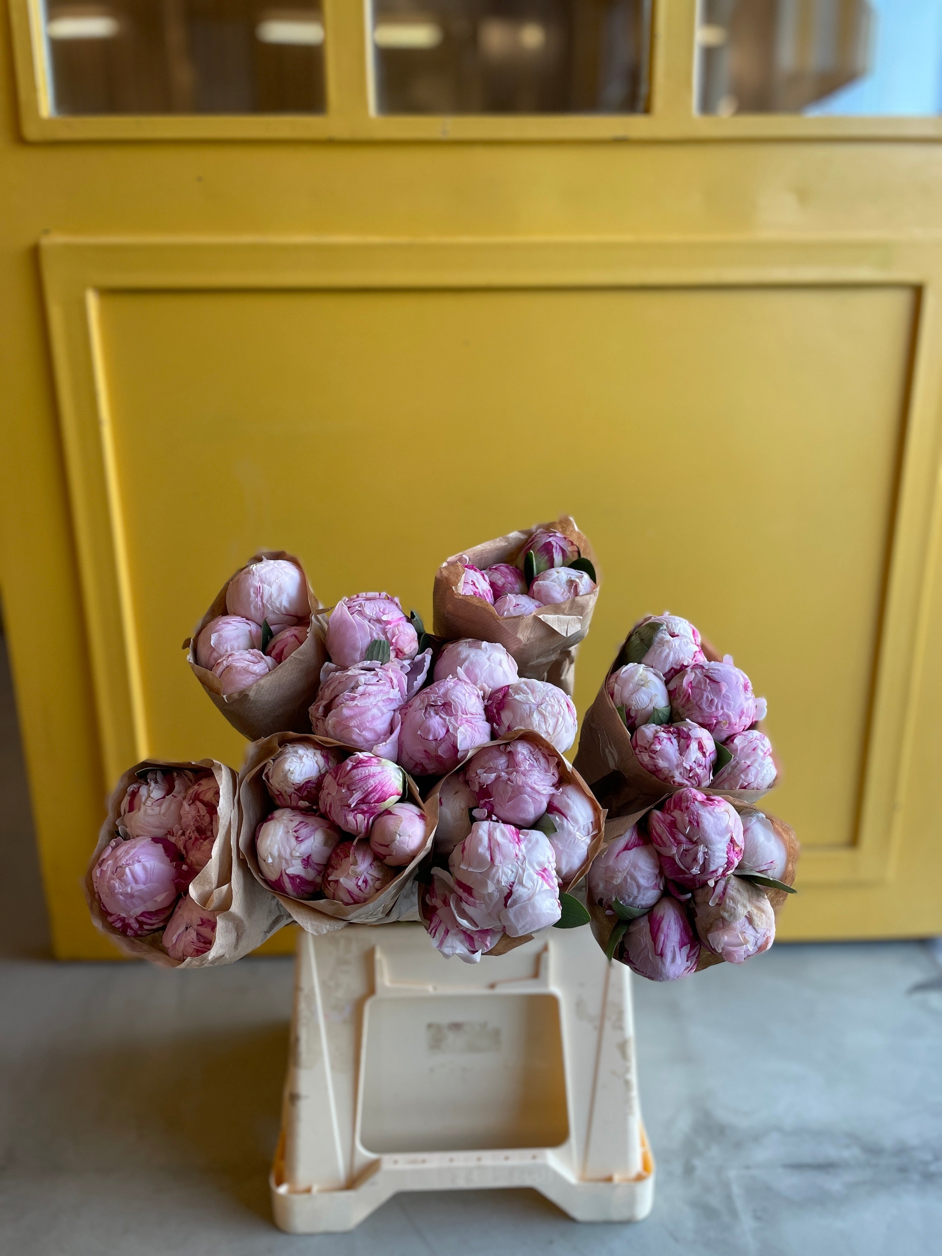 Peony Sarah