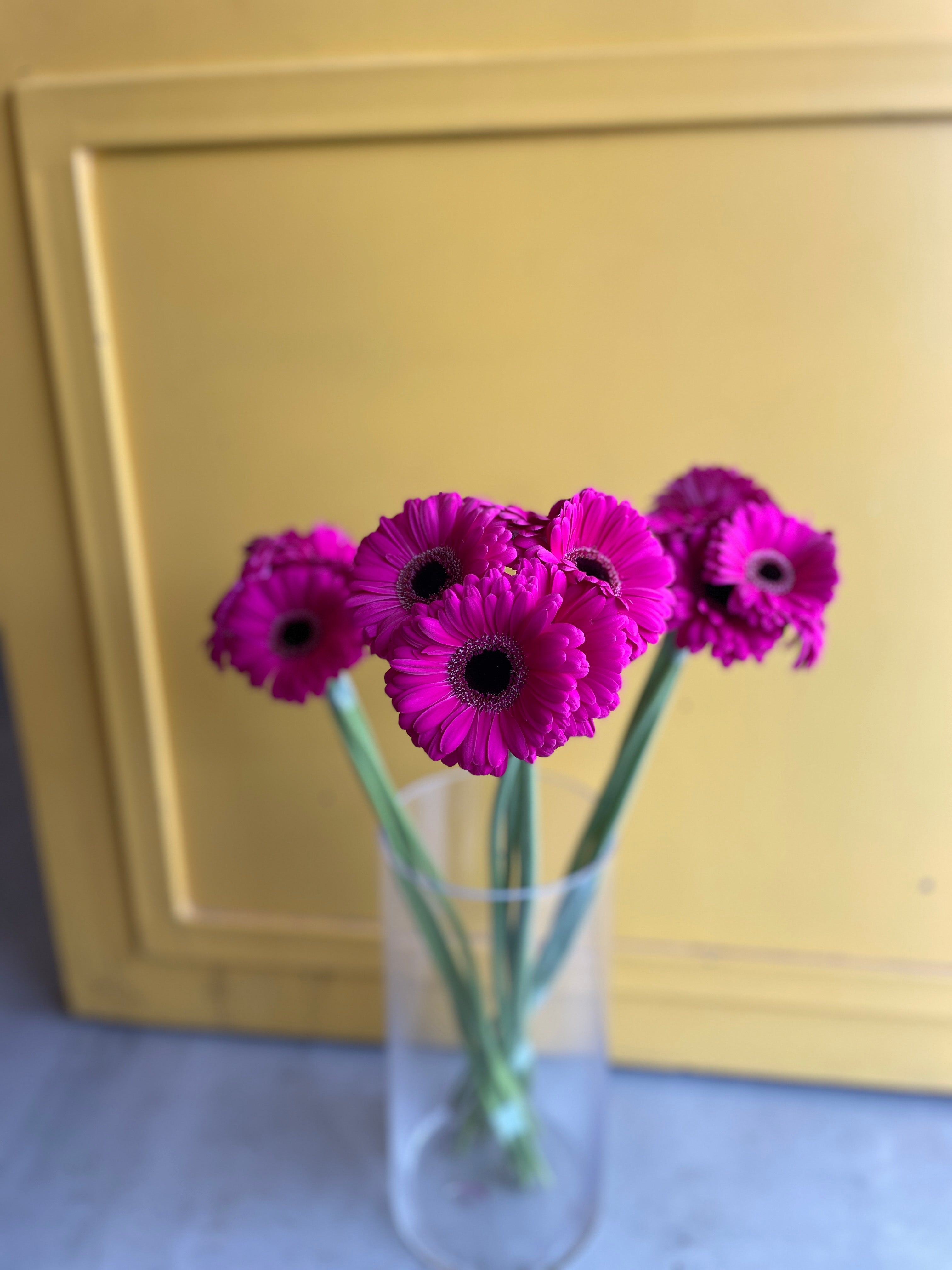 Gerbera Anna جربيرا