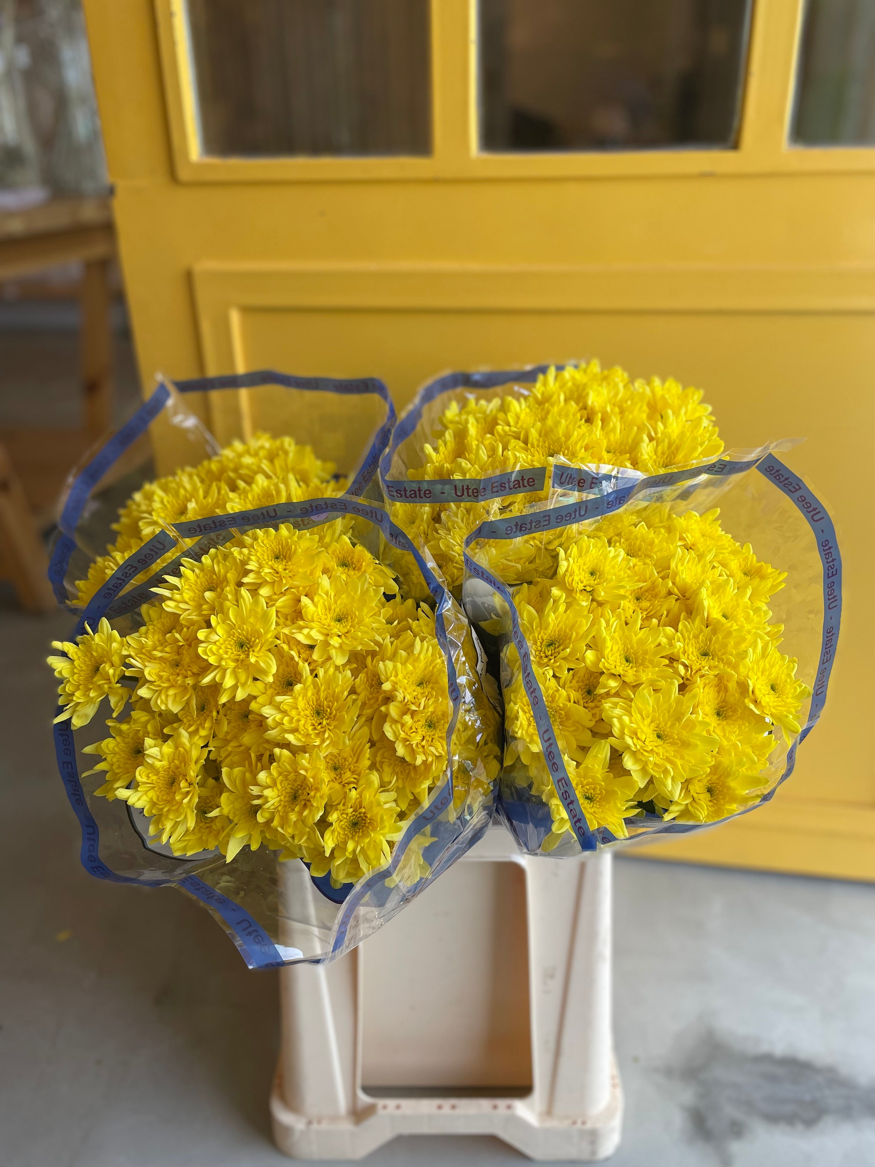 Chrysanthemum Bonita Yellow KE Chrysanthemum