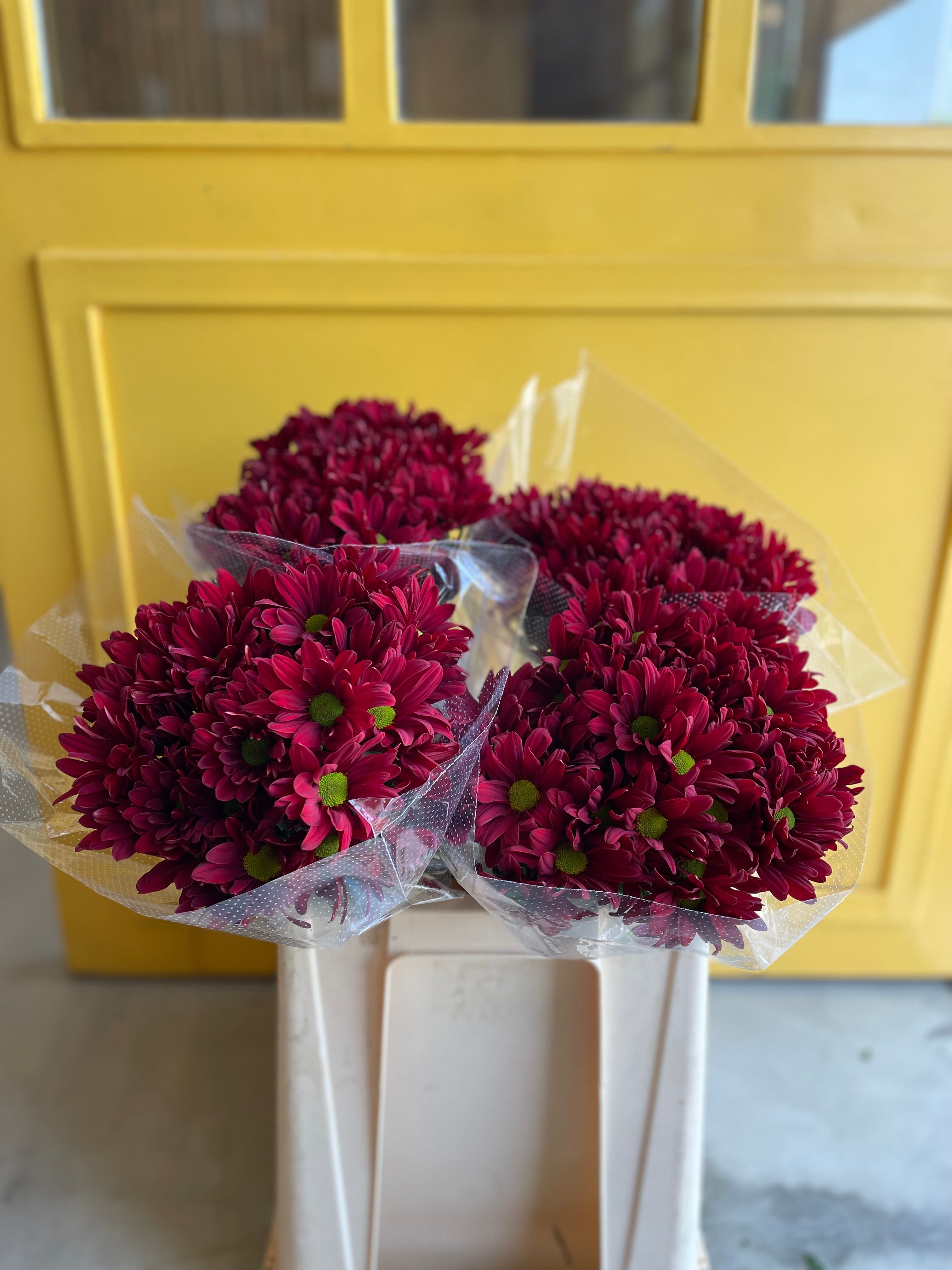 Chrysanthemum Red KE