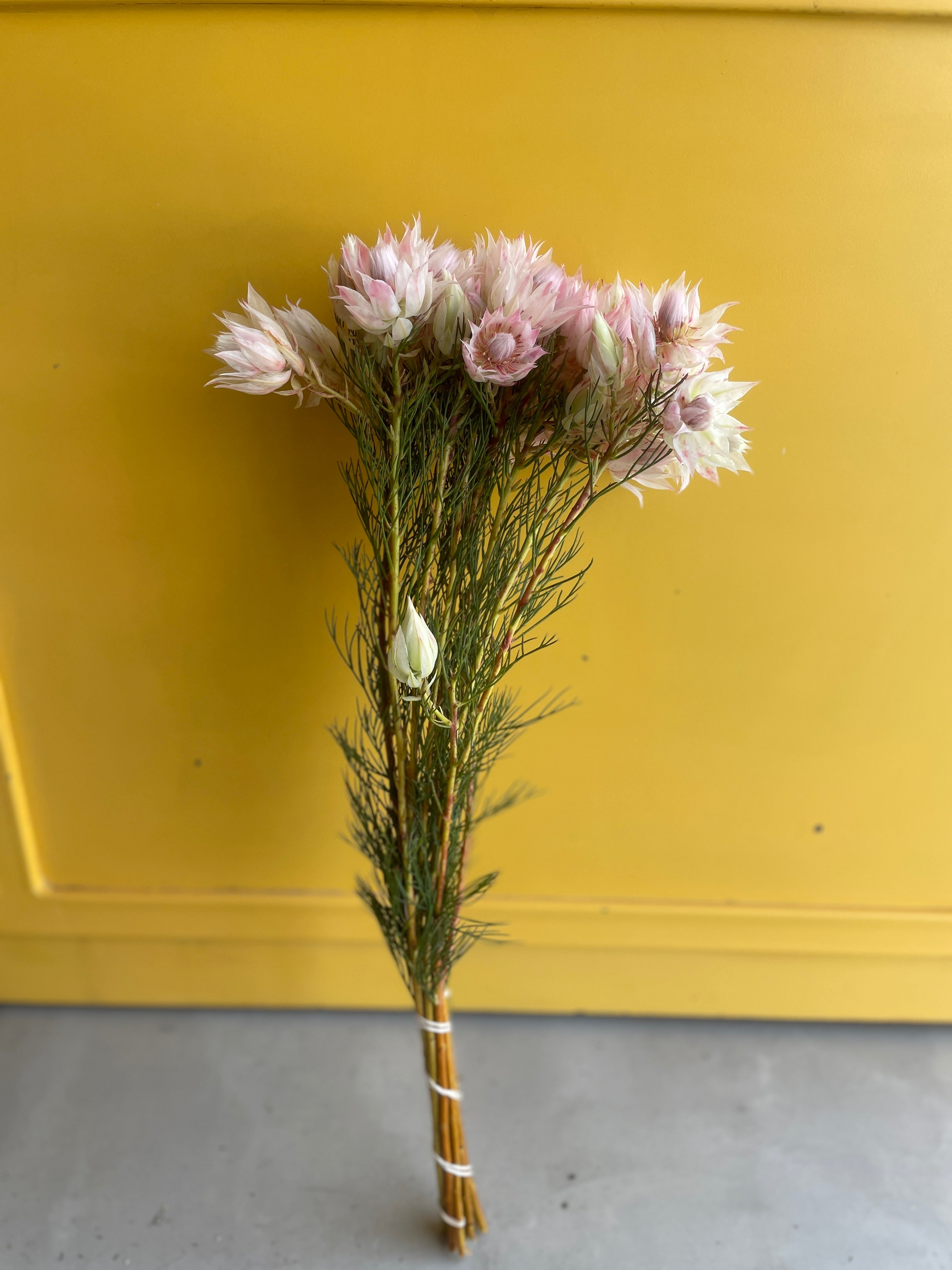 Blushing Bride White Pink Blushing Bride