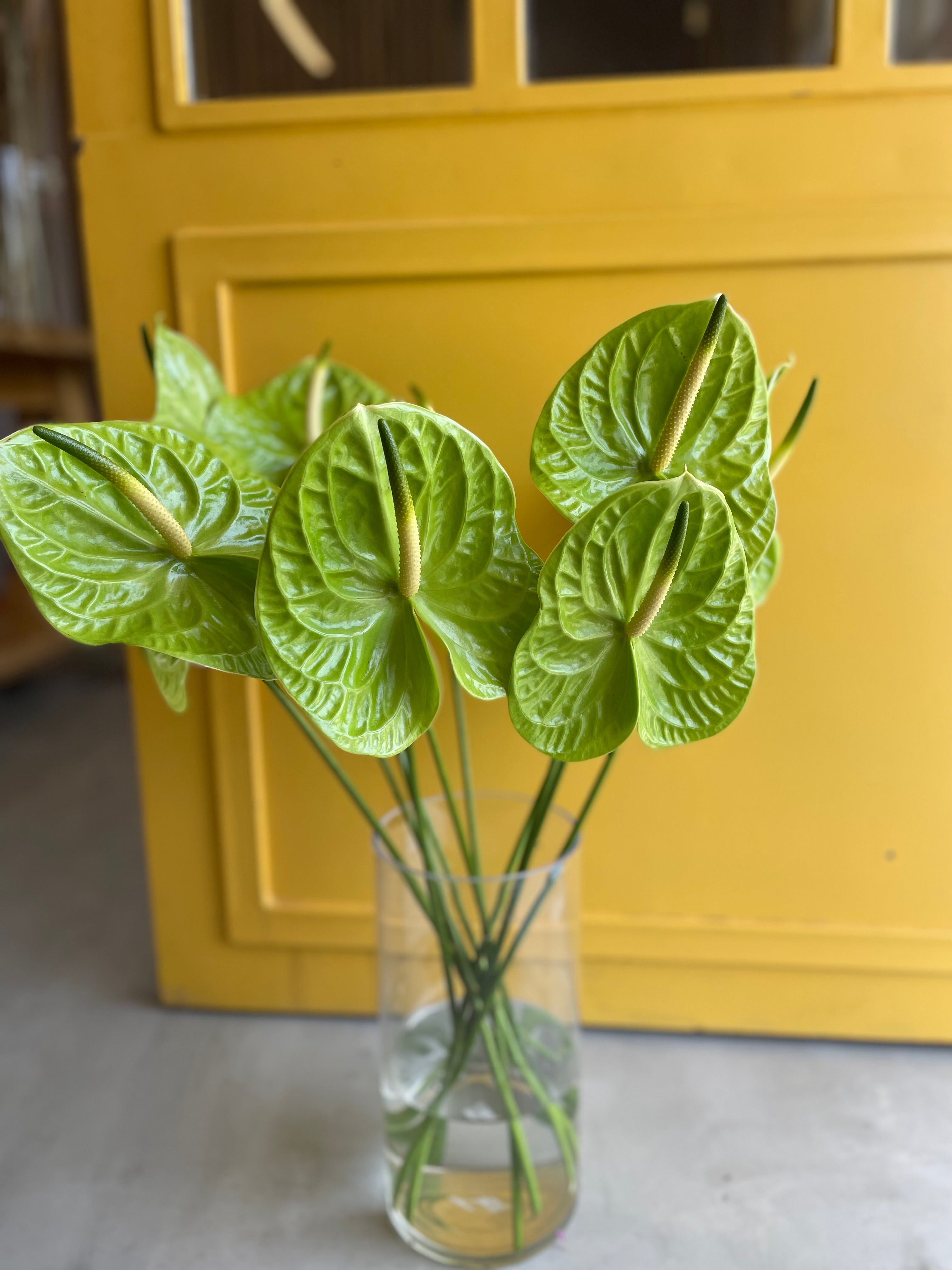 Anthurium Green Holland أنتوريوم