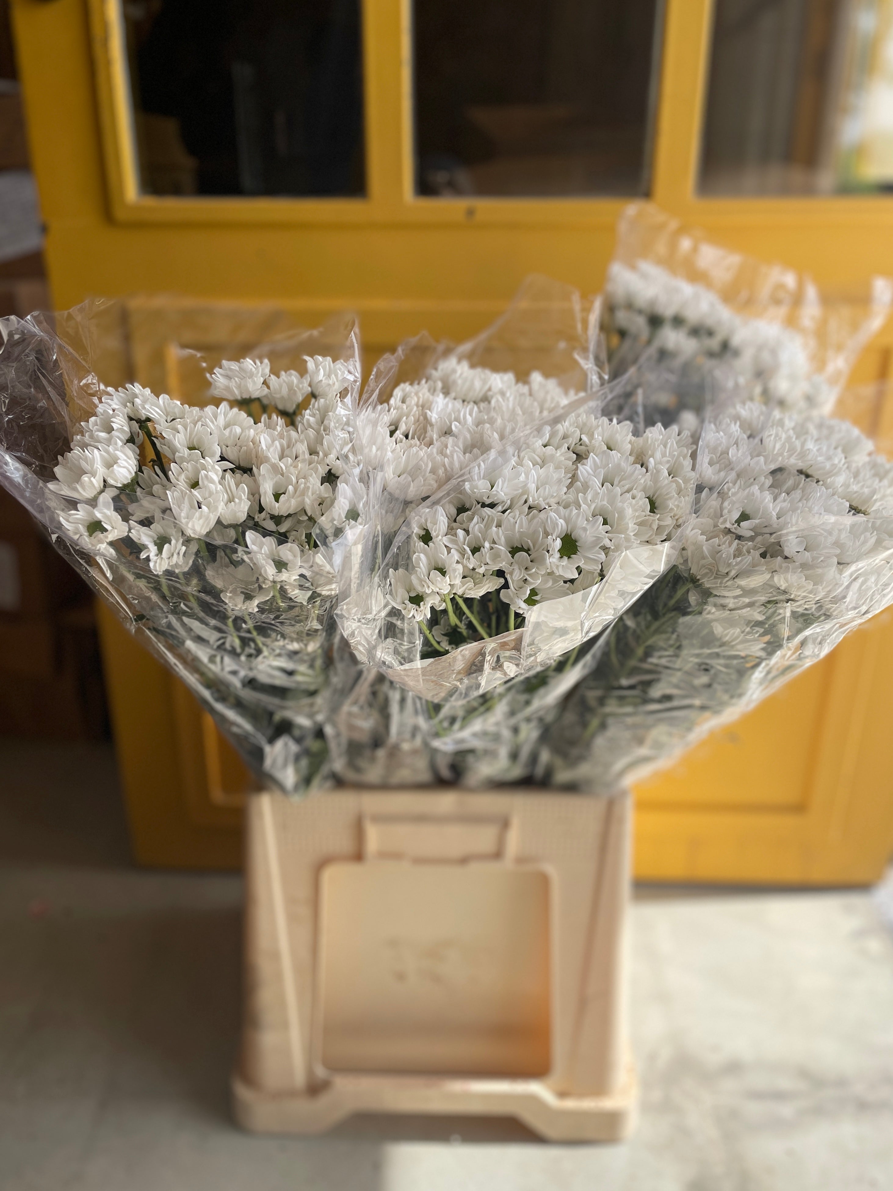 Chrysanthemum White Green EG
