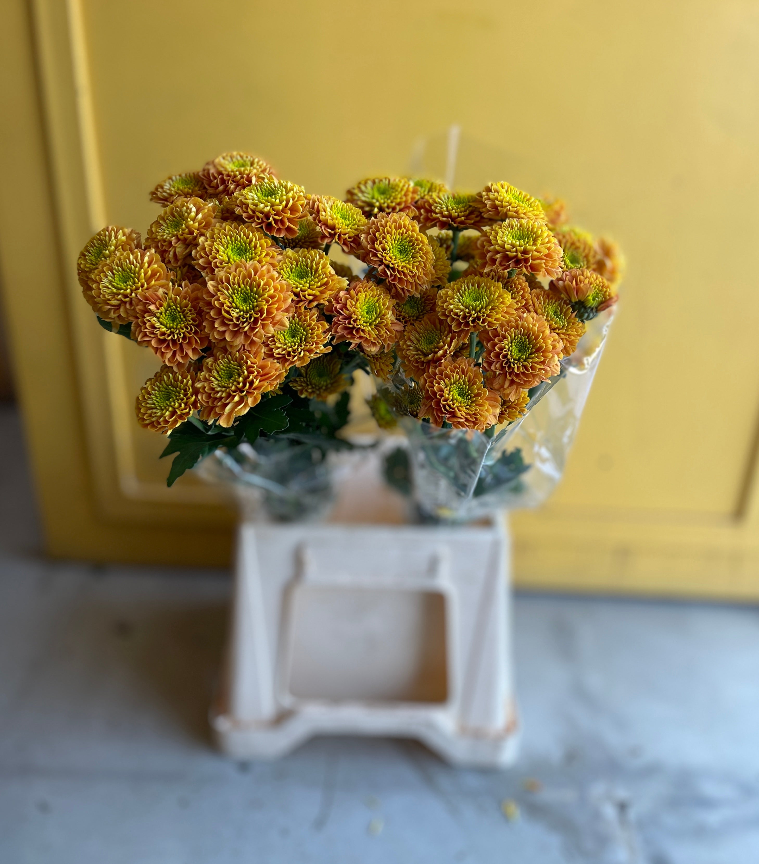 Molly orange green مولي