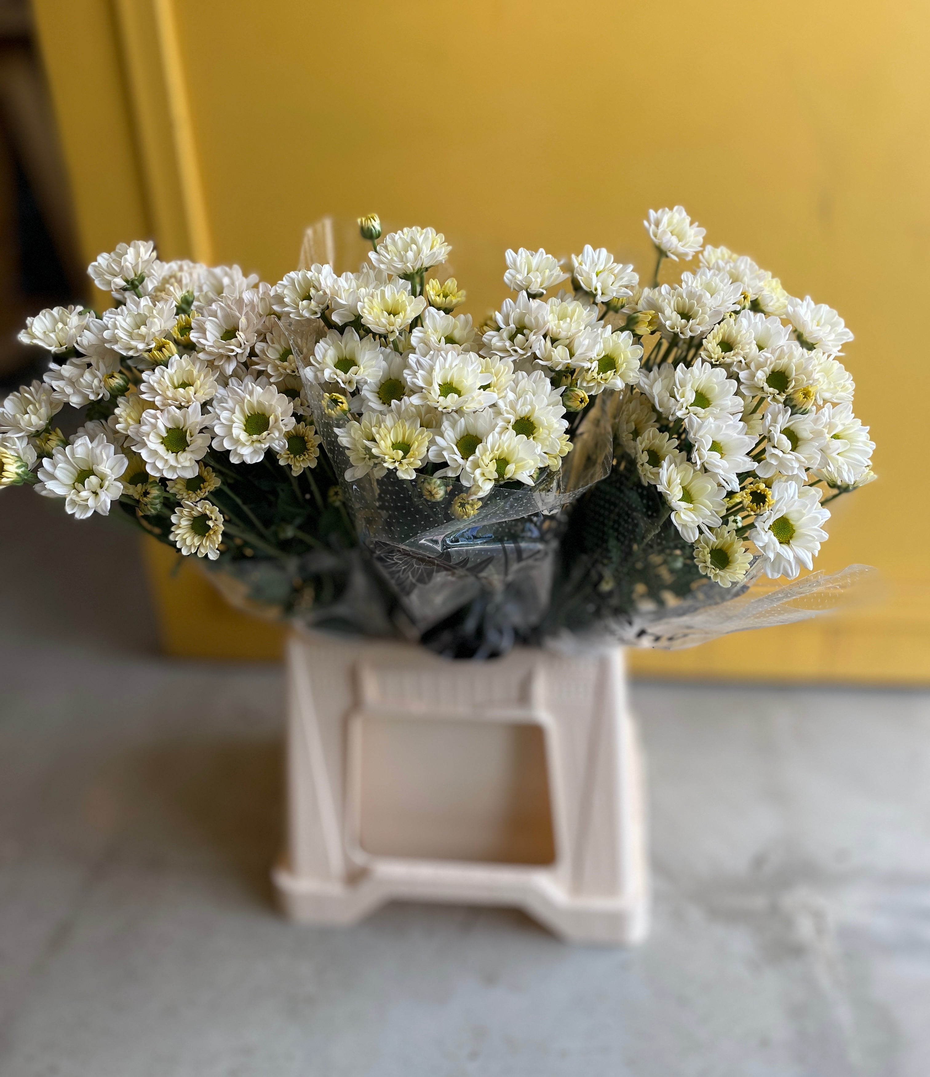 Chrysanthemum Santini white Green Ke كرسانثيوم