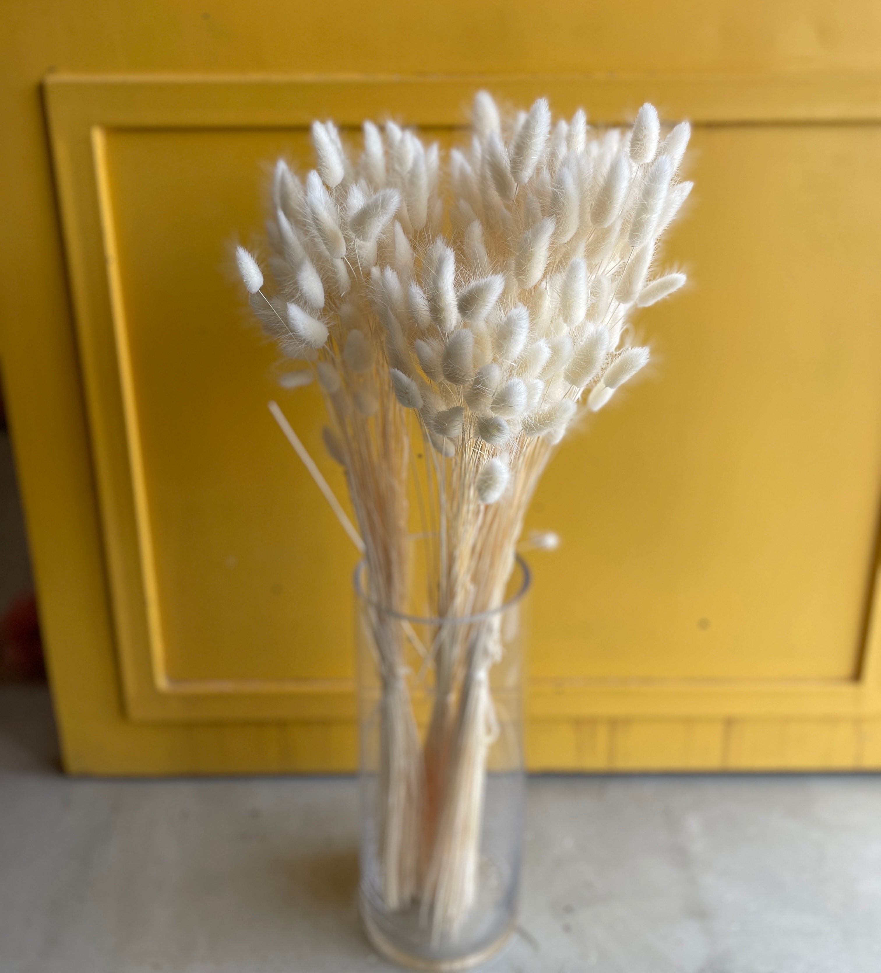 Phalaris White